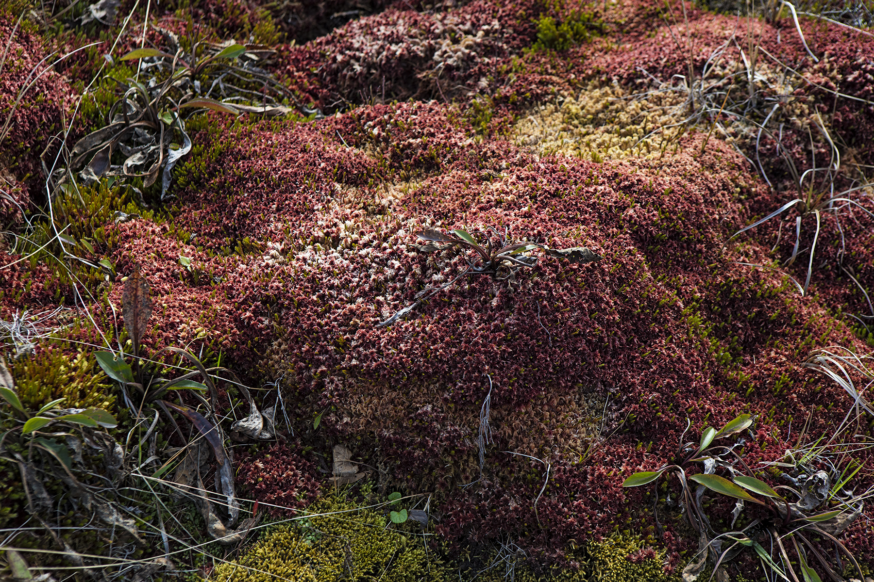 Colorful moss on the plateau.