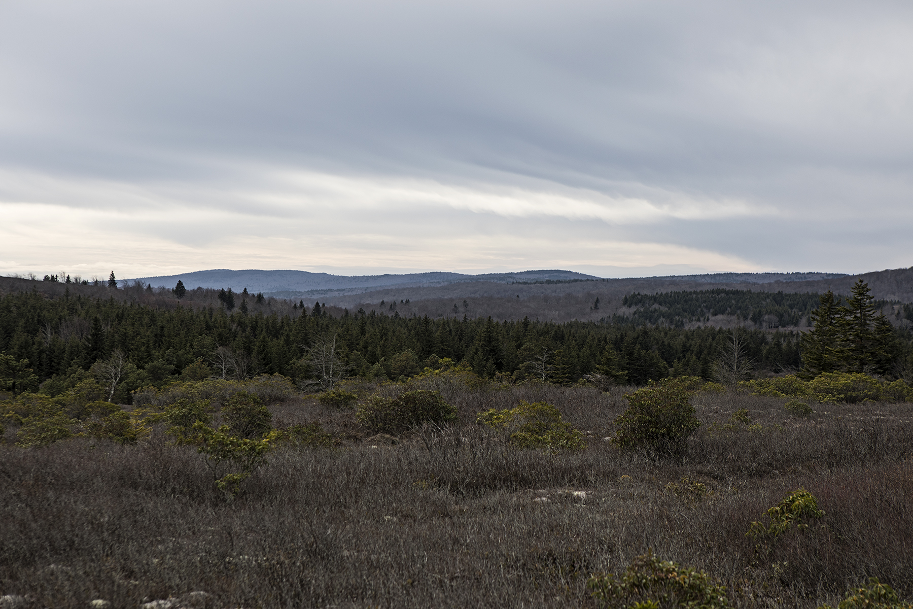 Looking into Dolly Sods from the bear rocks trail.