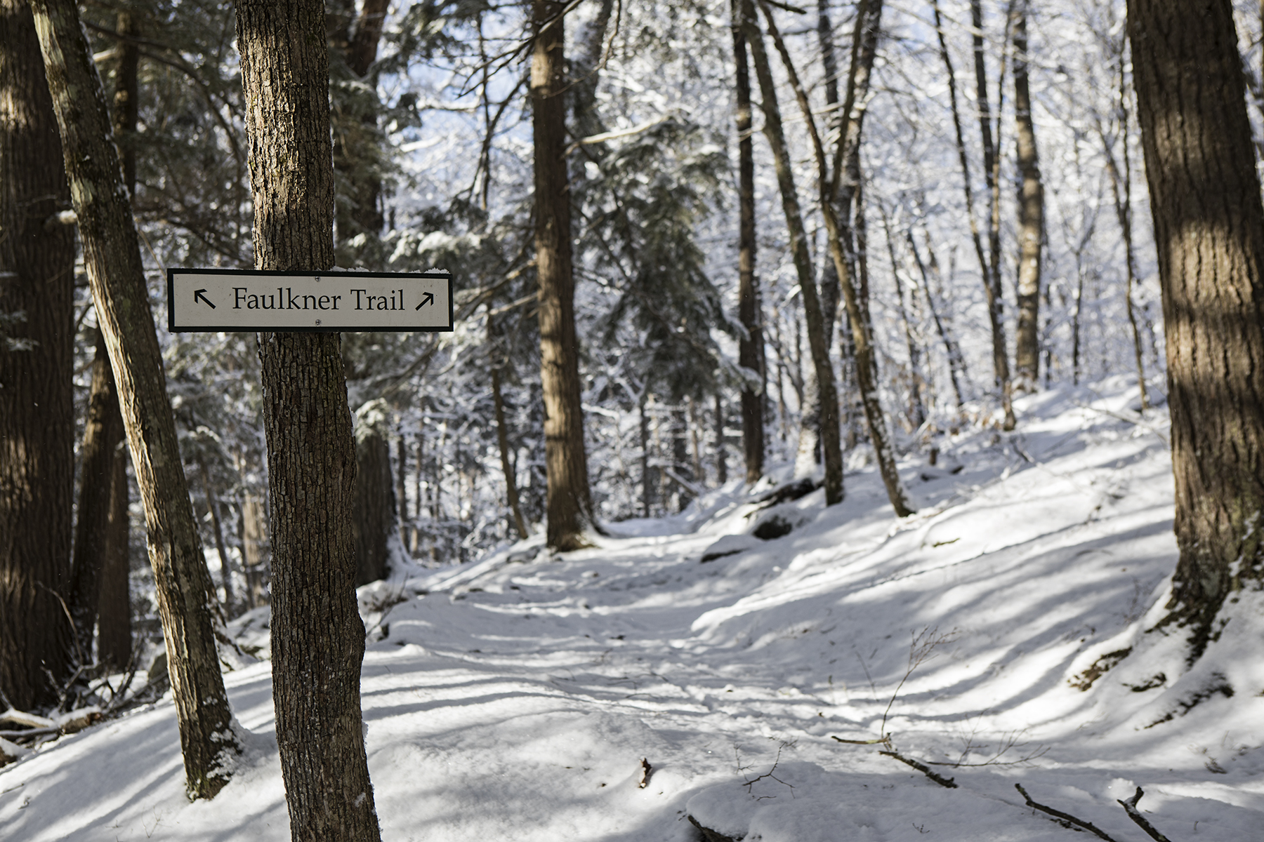 The snow covered Faulkner trail.