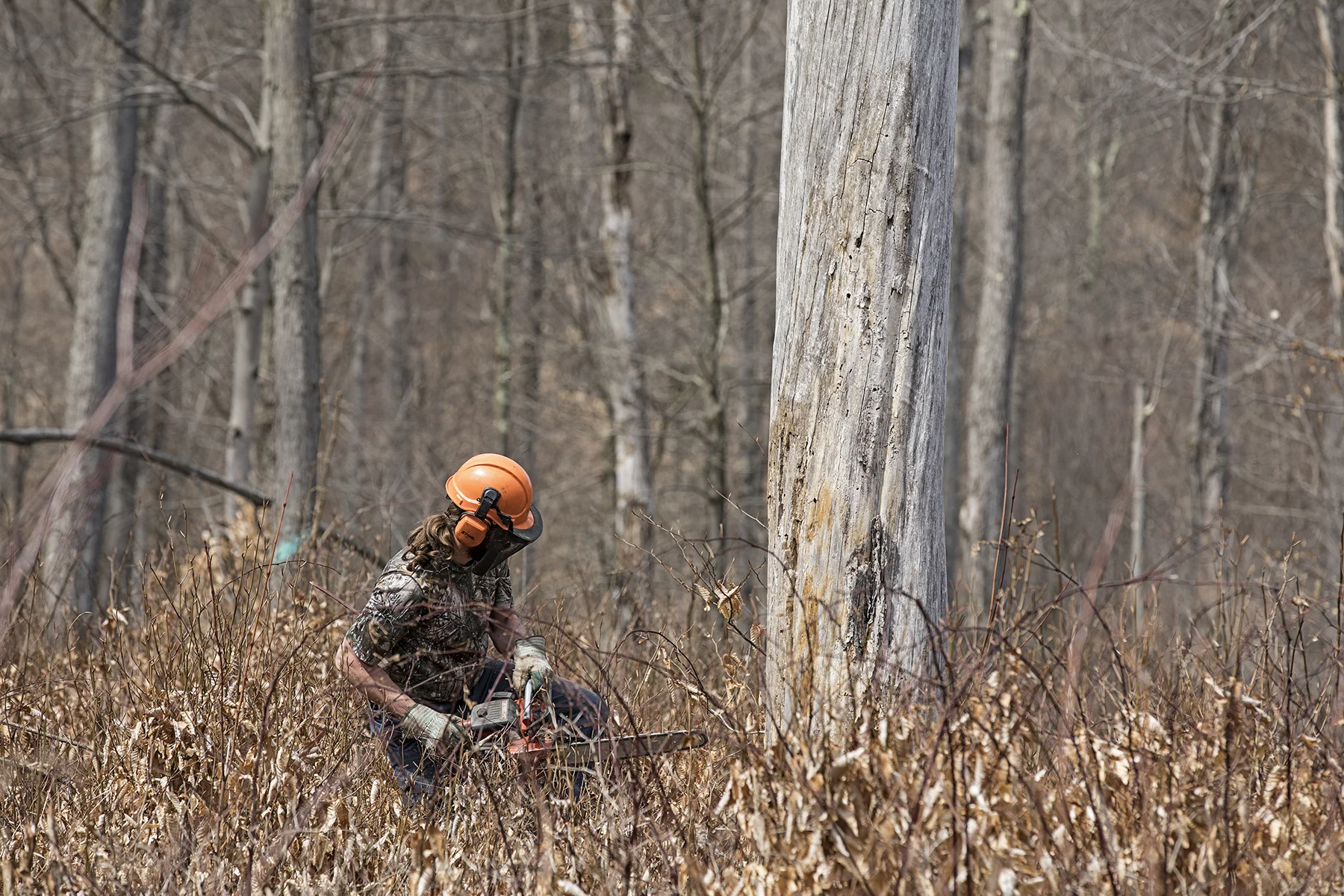 When I say I cut down a couple trees, I mean this guy did. Tyler with the professional helmet and all.