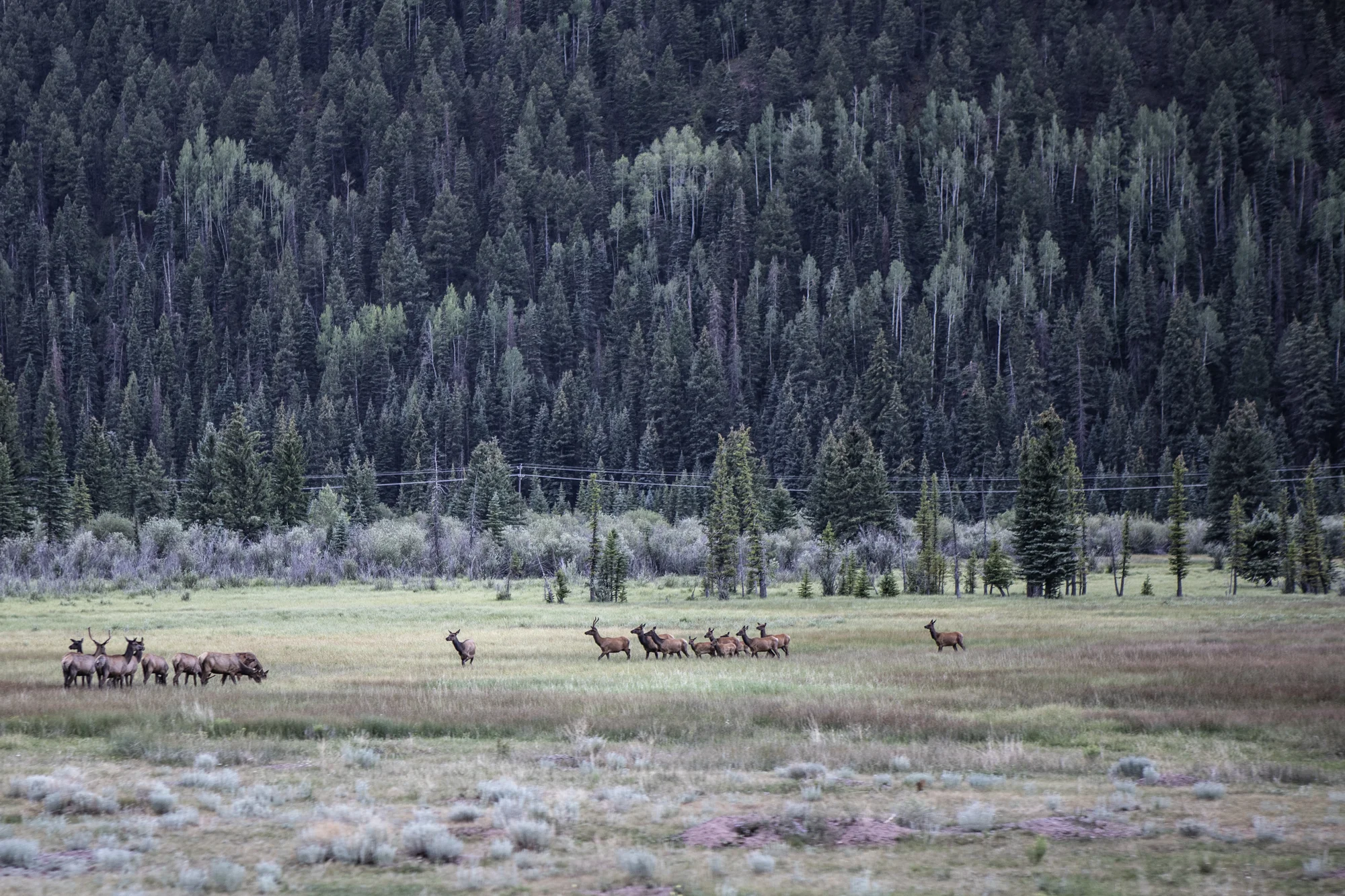 A herd of Elk in the valley leading into Telluride.