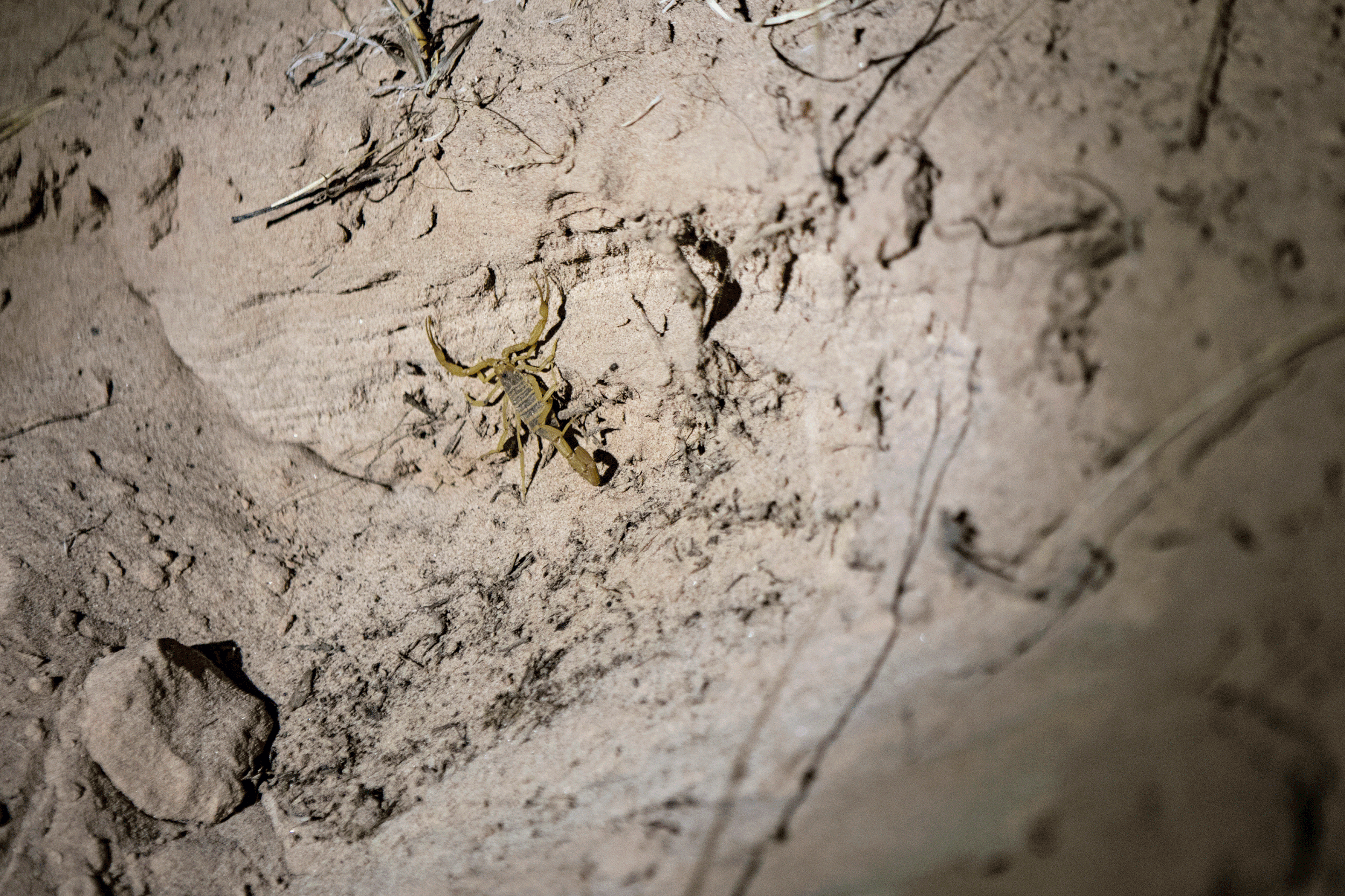 Do not step. This is the reason you are suppose to shake out your sleeping bags, hammocks, shoes and clothing.