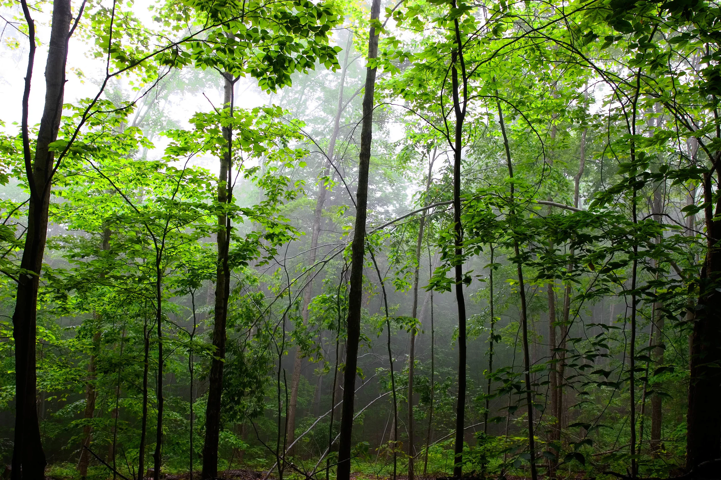 morning green.jpg