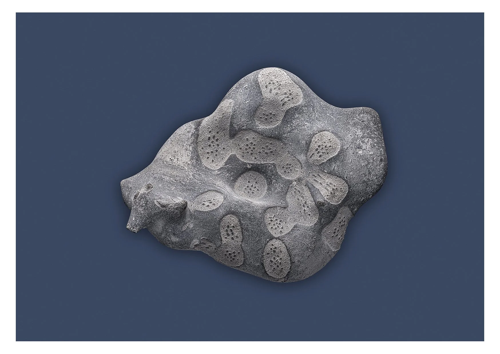 Hexactinellida.jpg