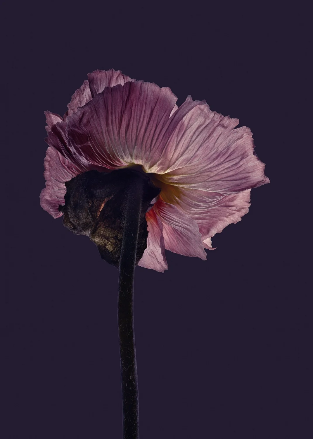 OBJEKT 10