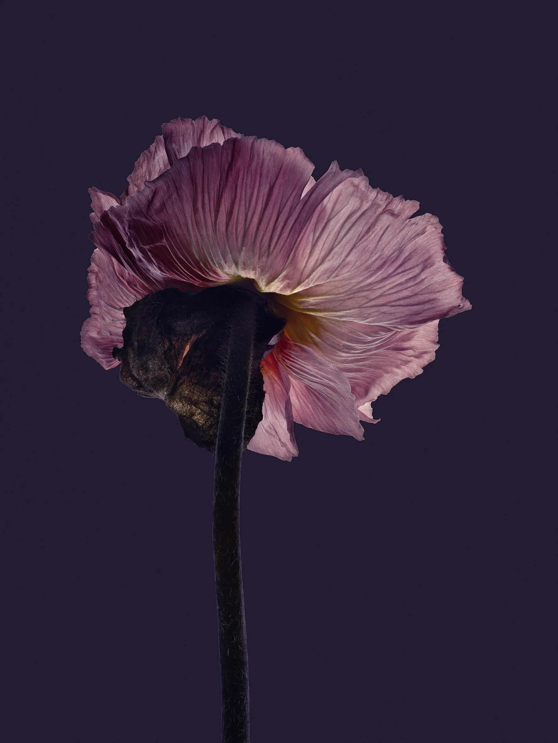 EG_Artwork_Objekt_10_Valmue.jpg