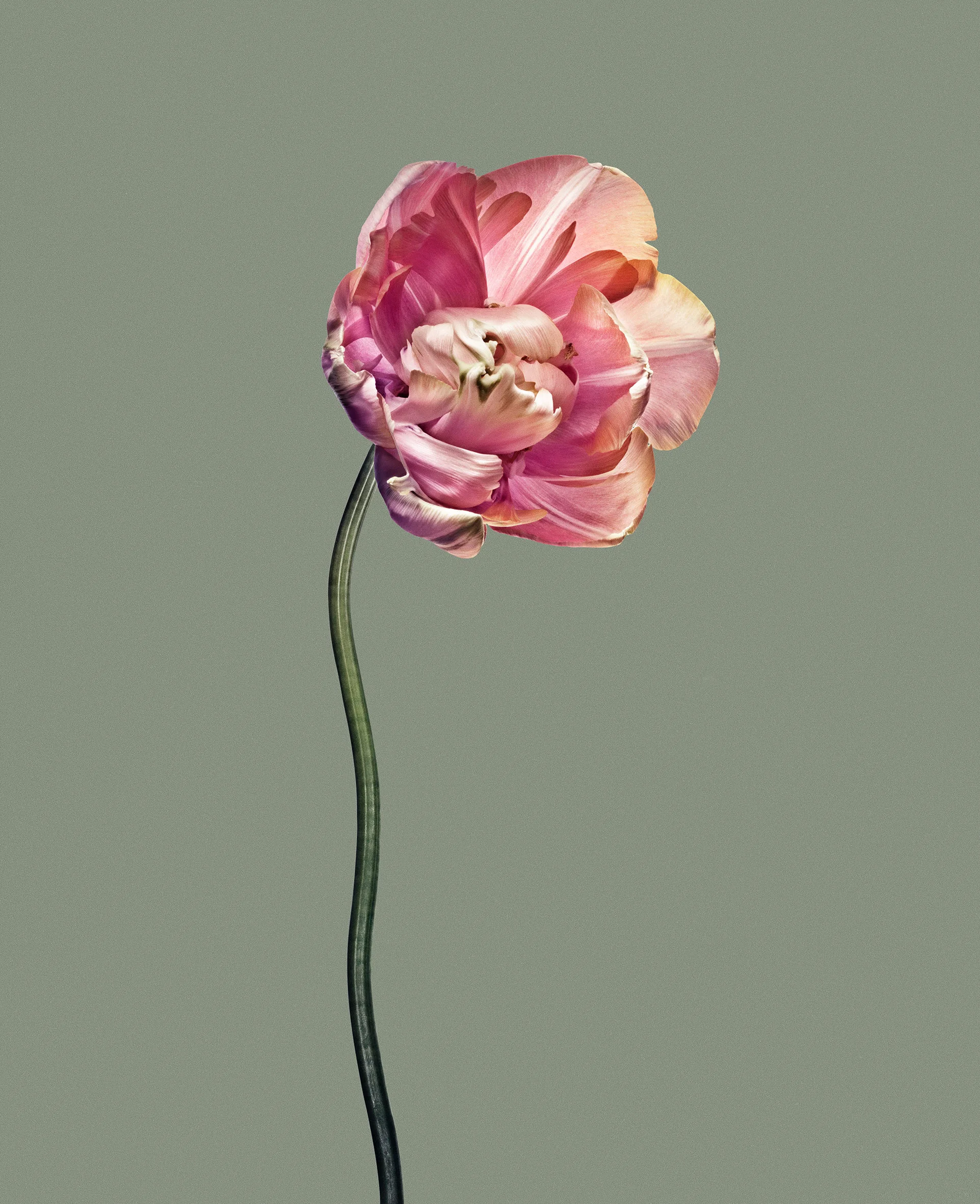 EG_Artwork_Objekt_3_Papa_Tulipan.jpg
