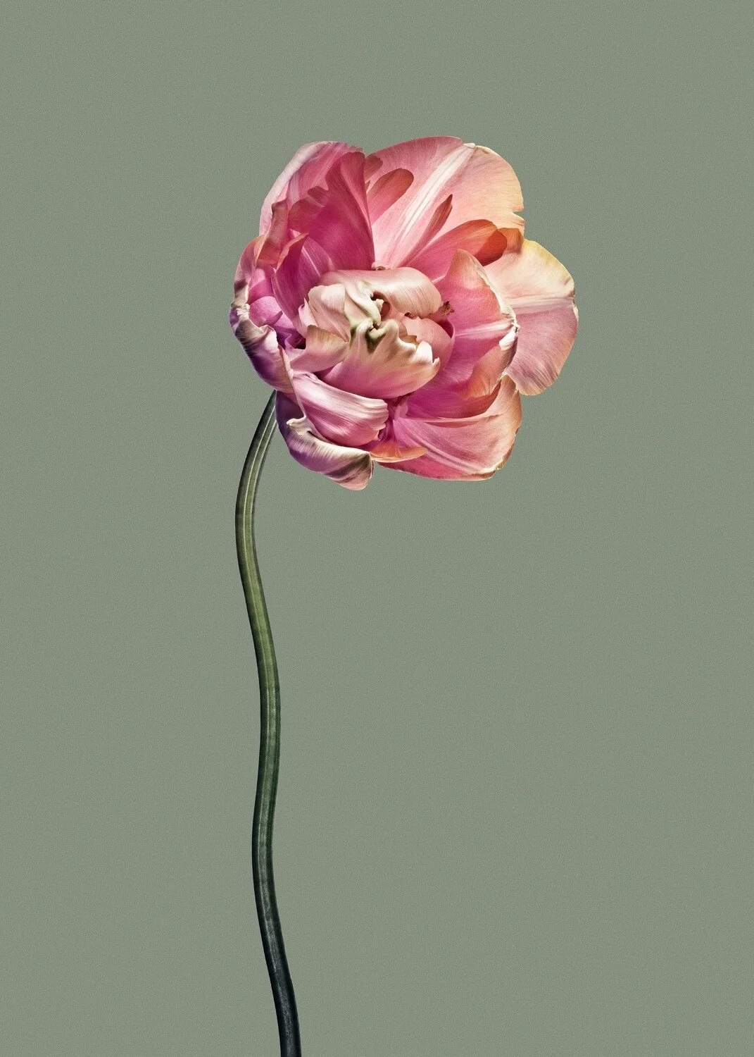 EG_Artwork_Objekt_3_Papa_Tulipan.jpg