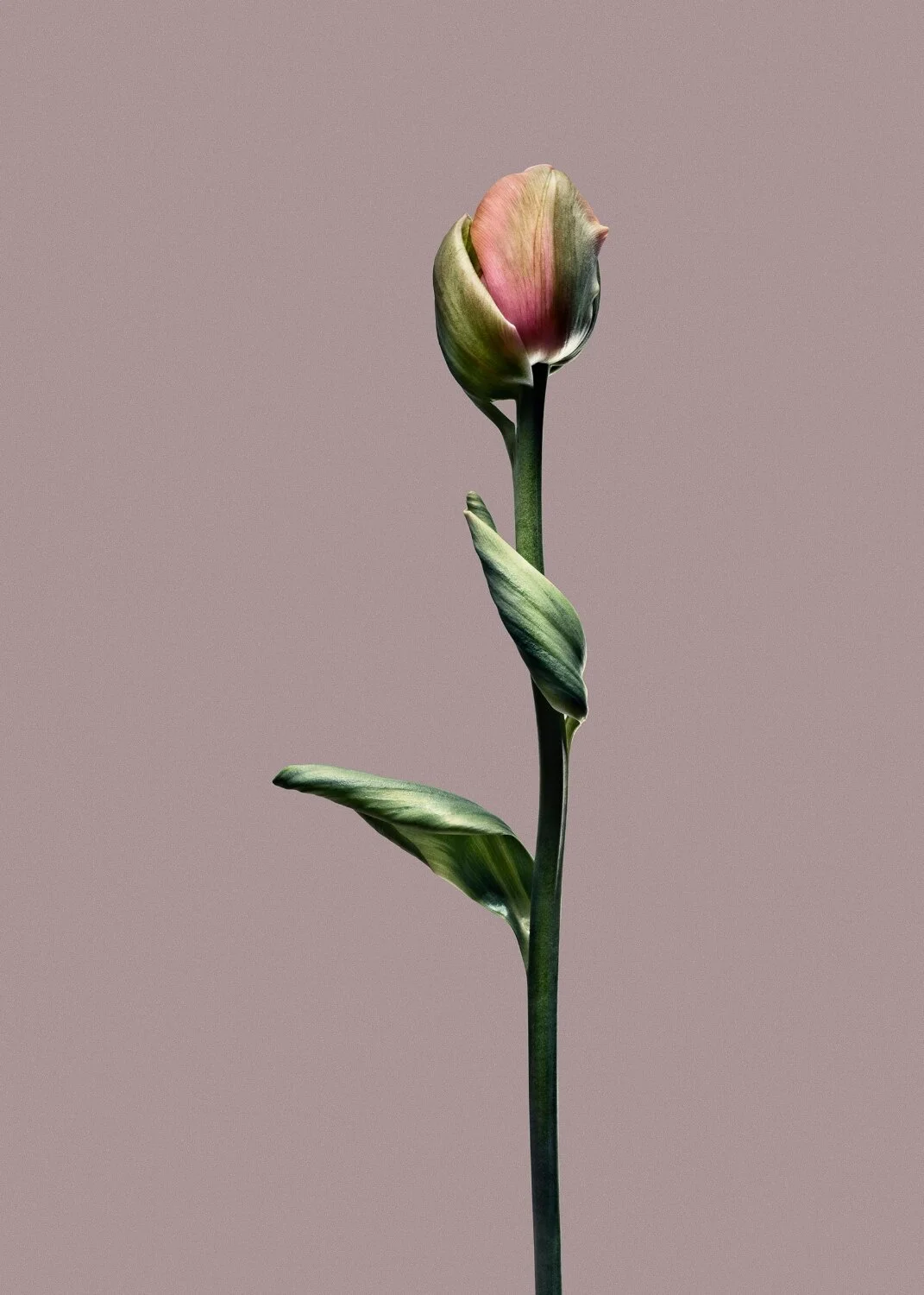 EG_Artwork_Objekt_1_Papa_Tulipan.jpg