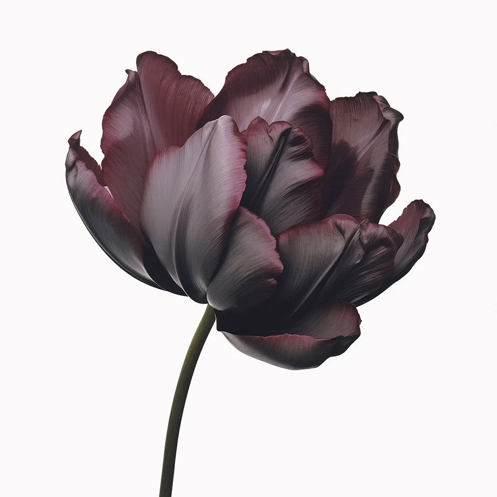 Floral Elegance Tulip Burgundy
