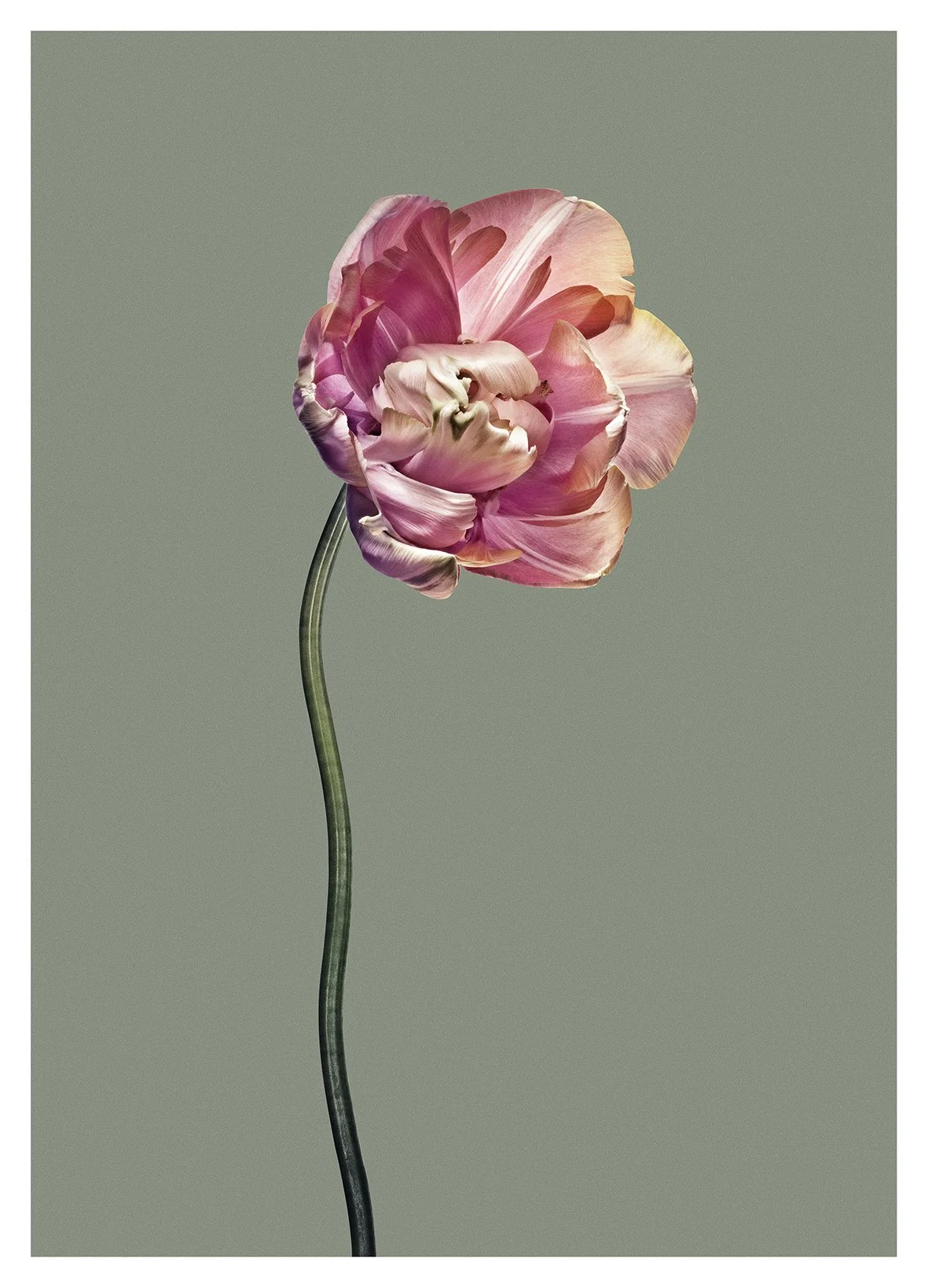 EG_Artwork_Objekt_3_Papa_Tulipan.jpg