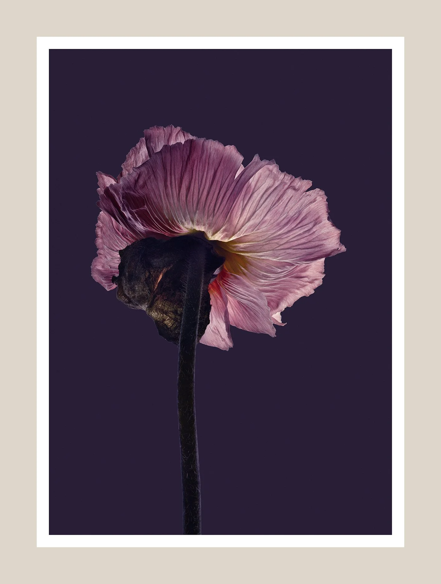 EG_Artwork_Objekt_10_Valmue.jpg