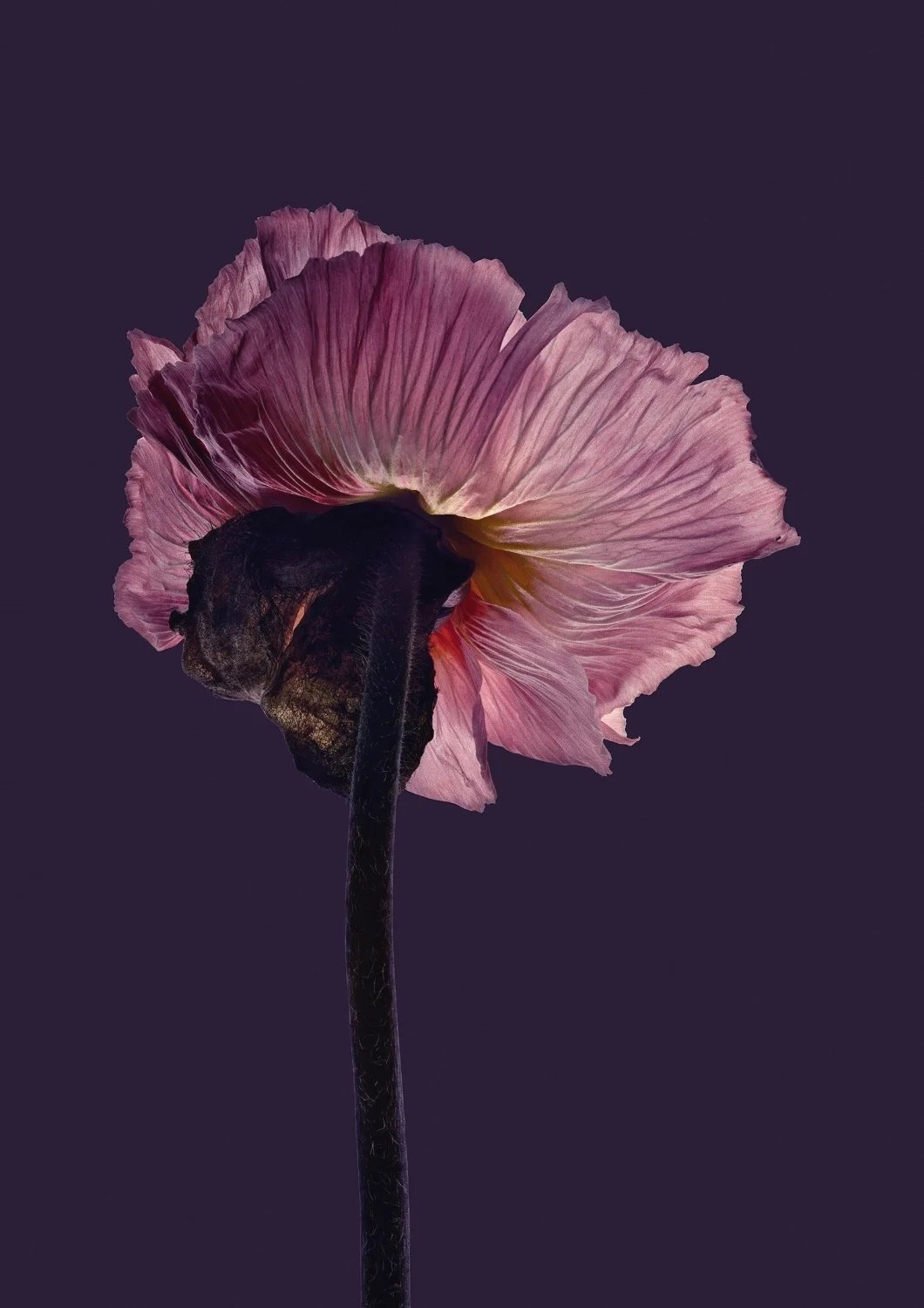 EG_Artwork_Objekt_10_Valmue.jpg