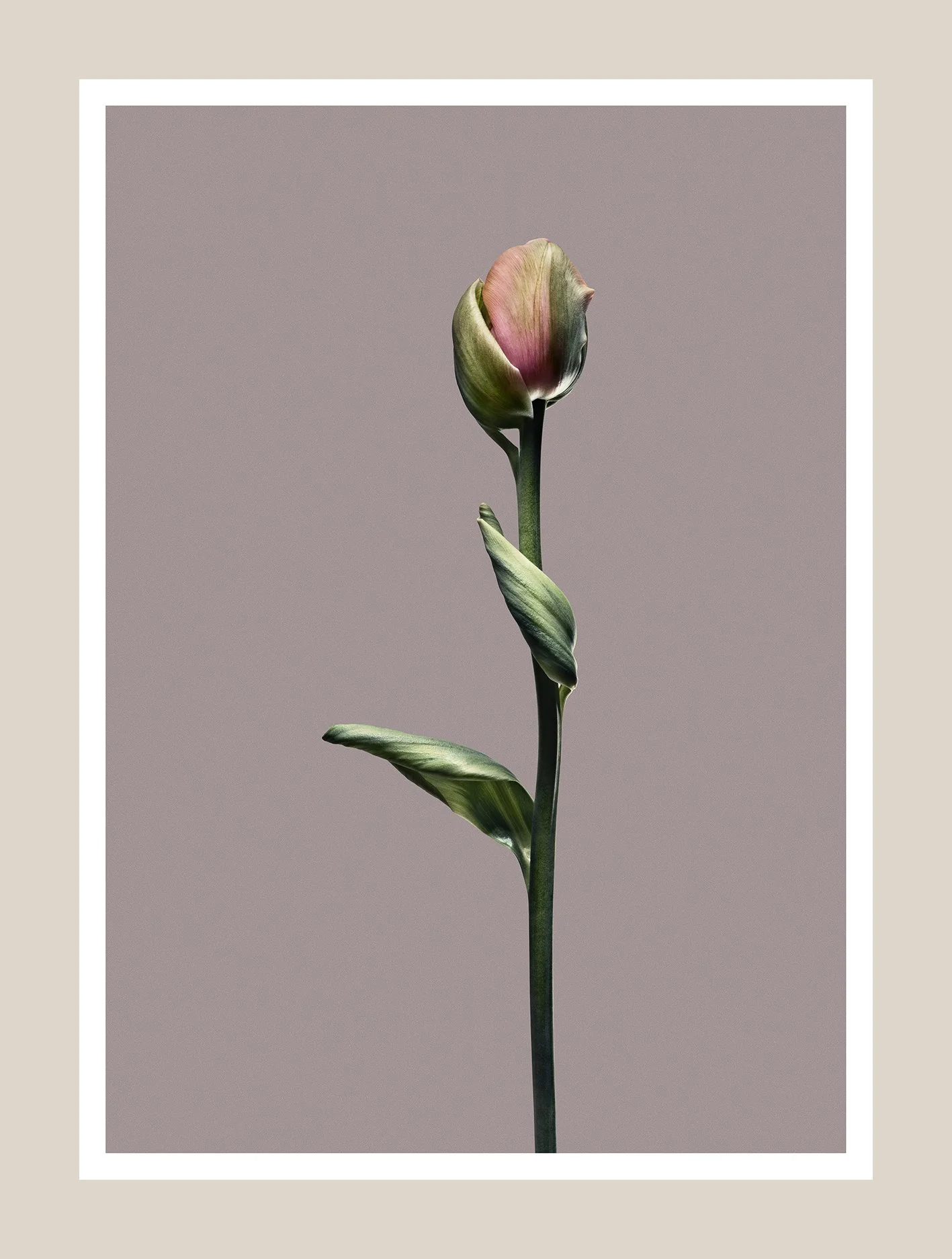 EG_Artwork_Objekt_1_Papa_Tulipan.jpg