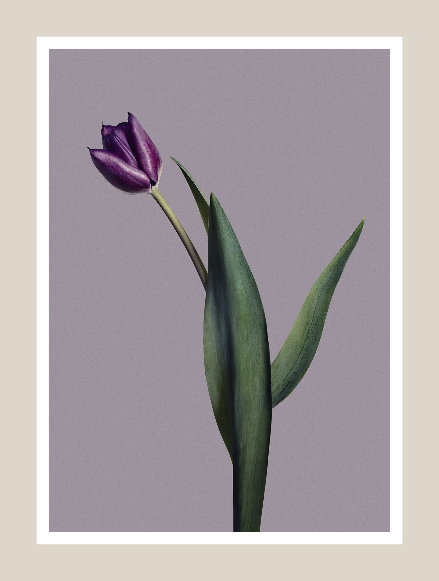 EG_Artwork_Objekt_7_Tulipan.jpg