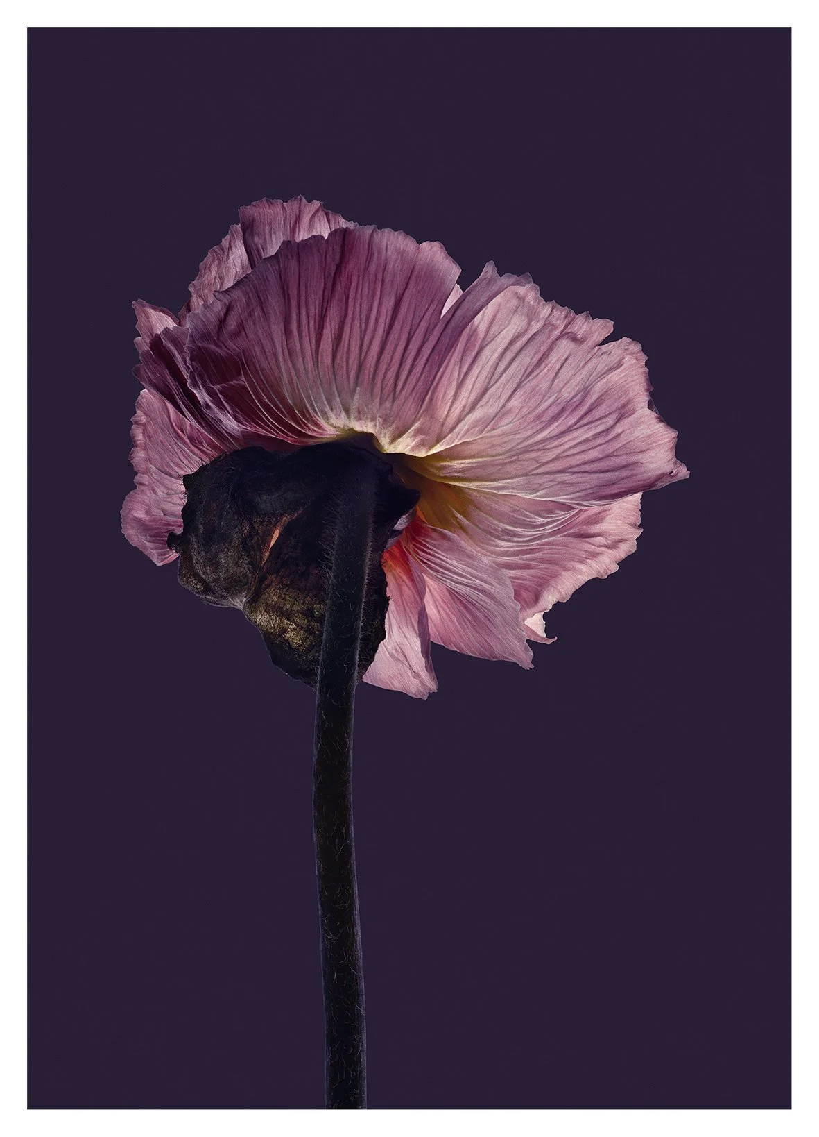 EG_Artwork_Objekt_10_Valmue.jpg