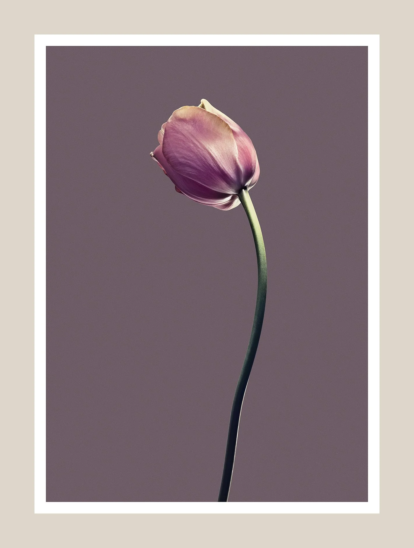 EG_Artwork_Objekt_2_Papa_Tulipan.jpg