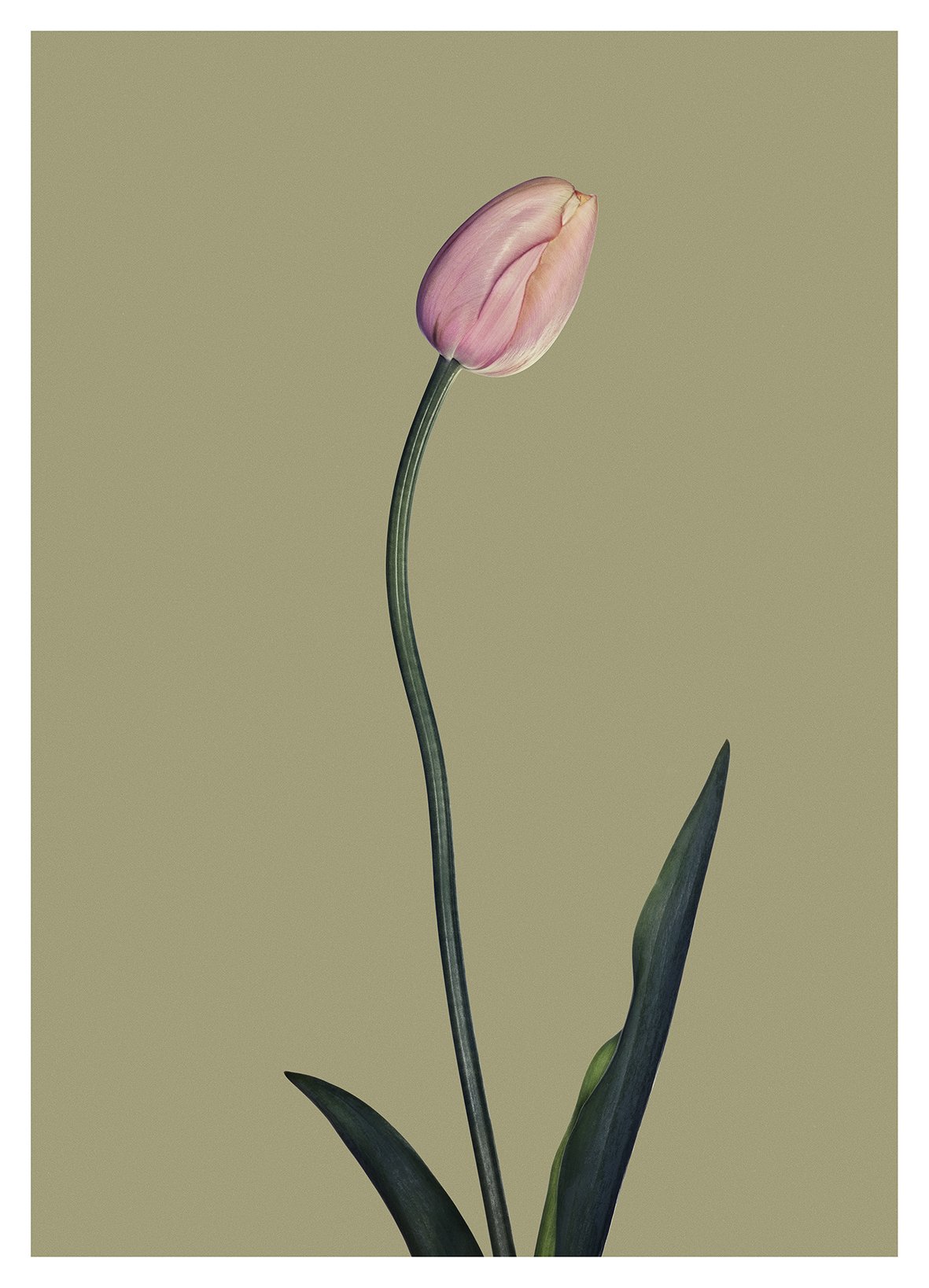 EG_Artwork_Objekt_8_Tulipan2.jpg