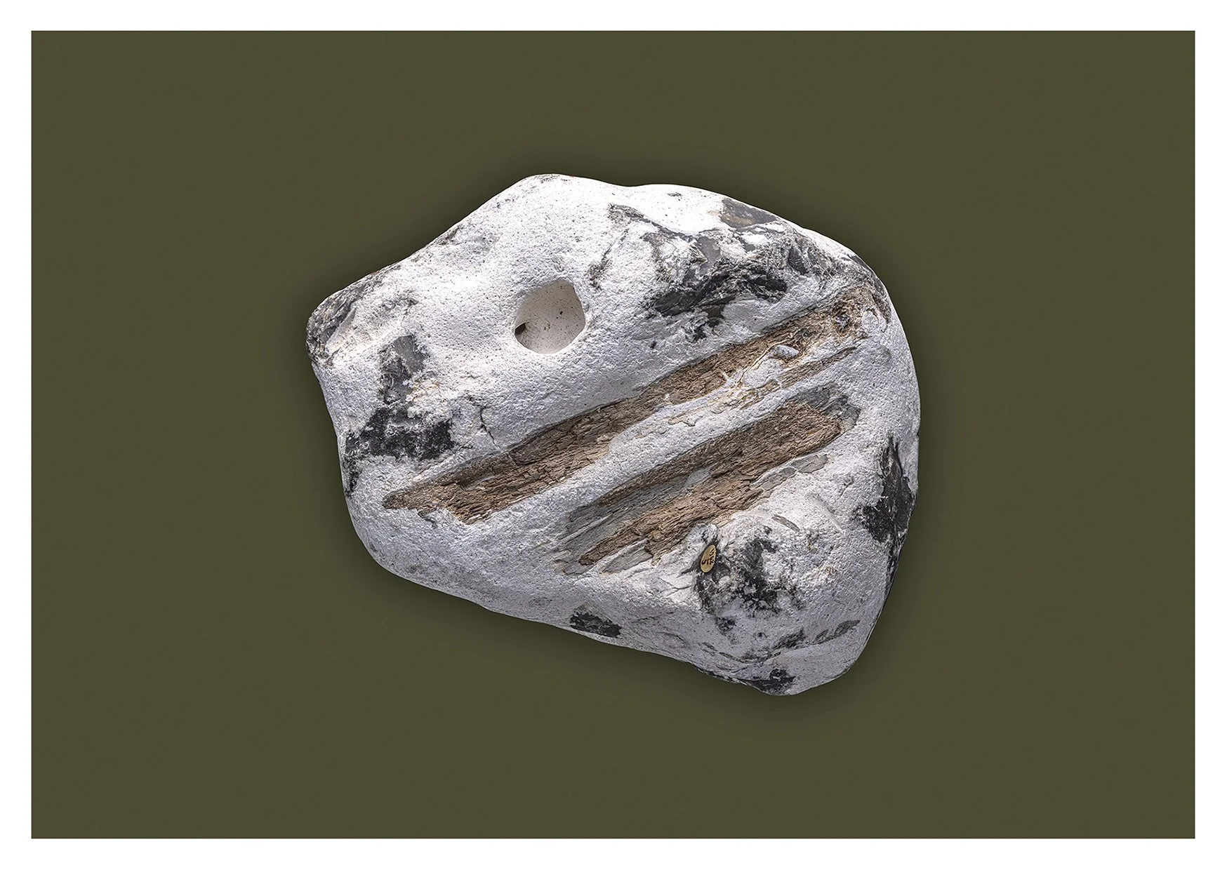 Thoracosaurus .jpg