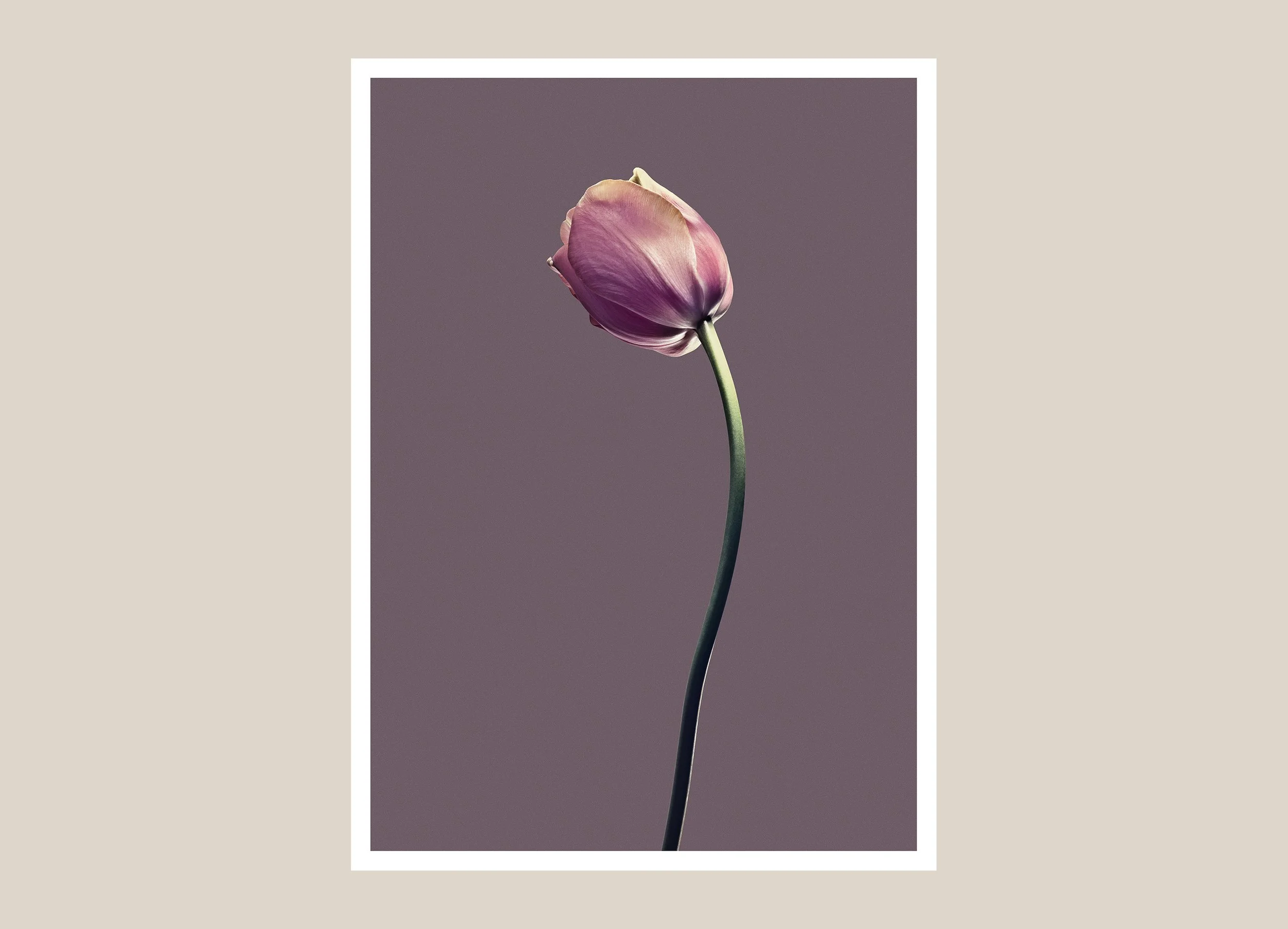 EG_Artwork_Objekt_2_Papa_Tulipan_2.jpg