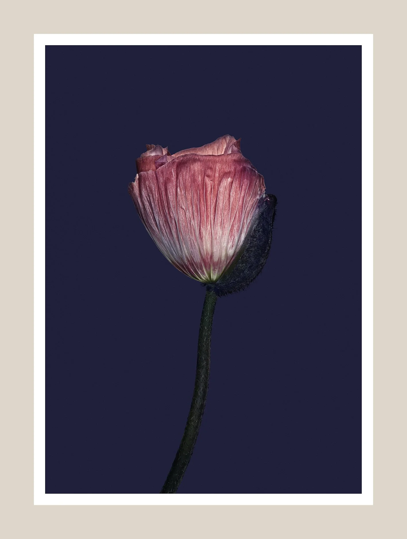 EG_Artwork_Objekt_9_Valmue.jpg
