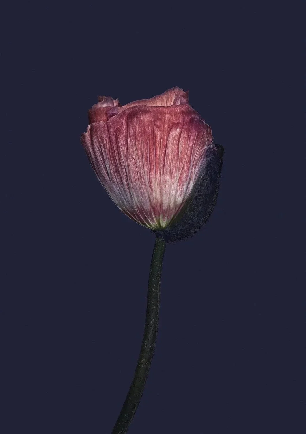 EG_Artwork_Objekt_9_Valmue.jpg