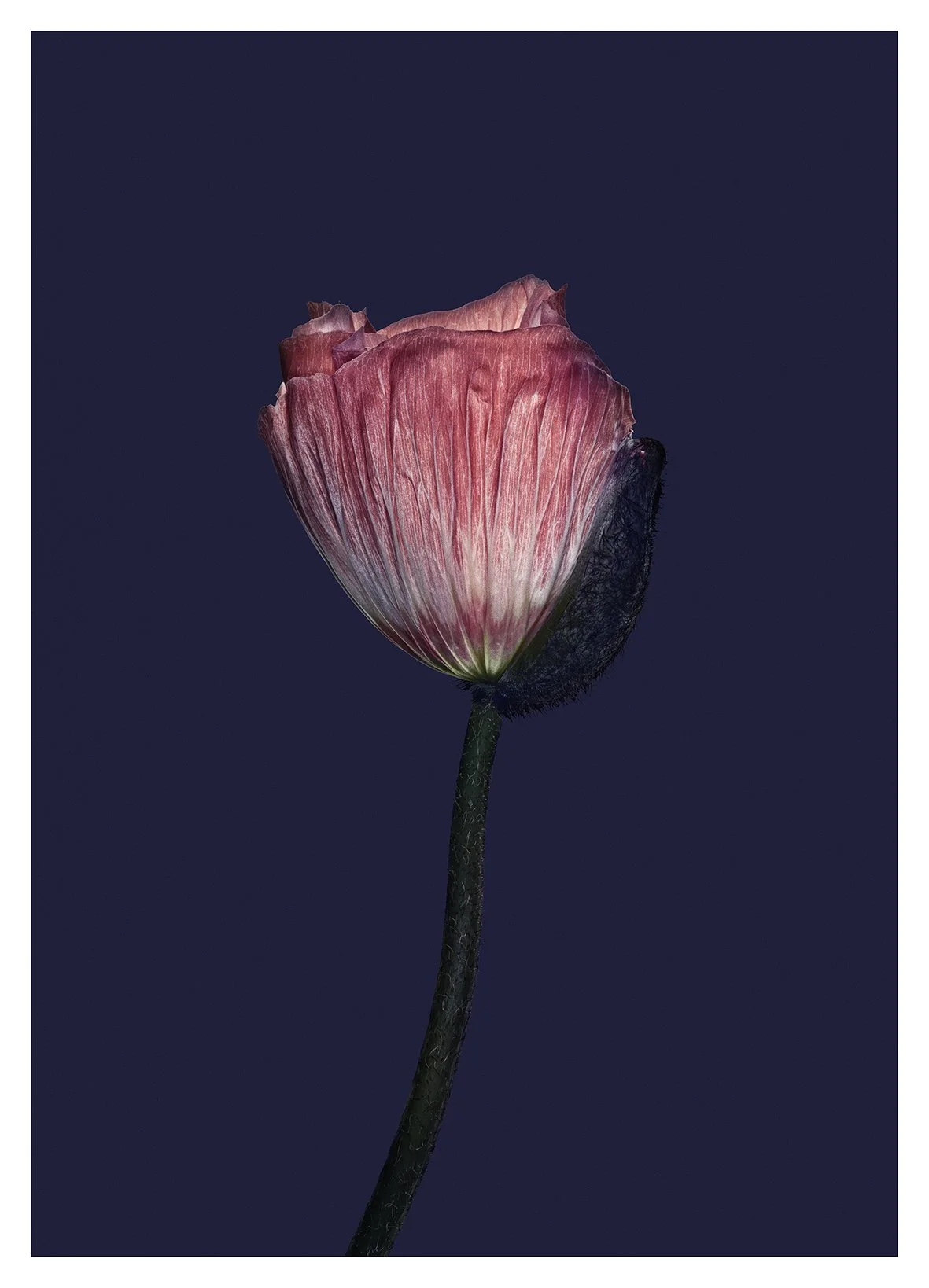 EG_Artwork_Objekt_9_Valmue.jpg