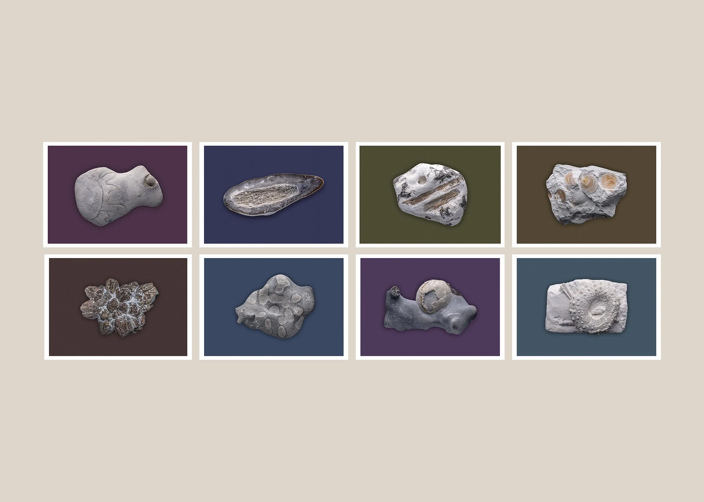 Fossils_cards_front.jpg