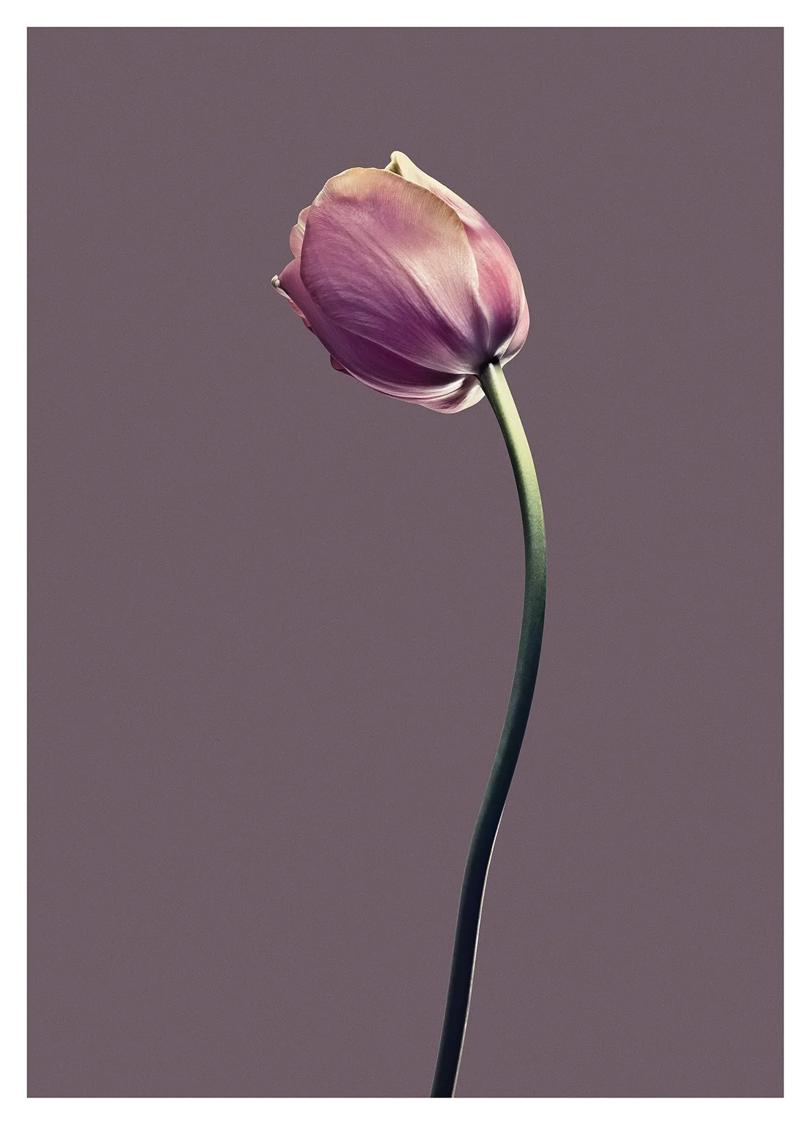 EG_Artwork_Objekt_2_Papa_Tulipan.jpg