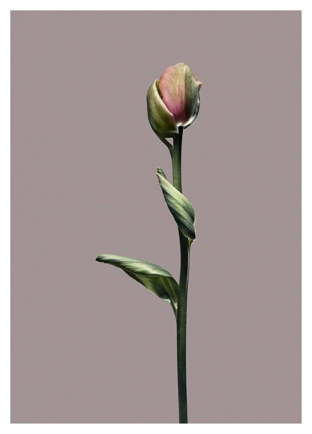 EG_Artwork_Objekt_1_Papa_Tulipan.jpg