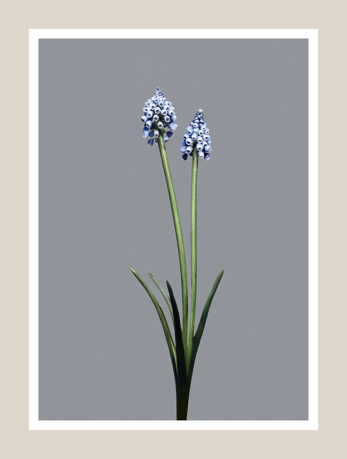 EG_Artwork_Objekt_5_Perlehyacint.jpg