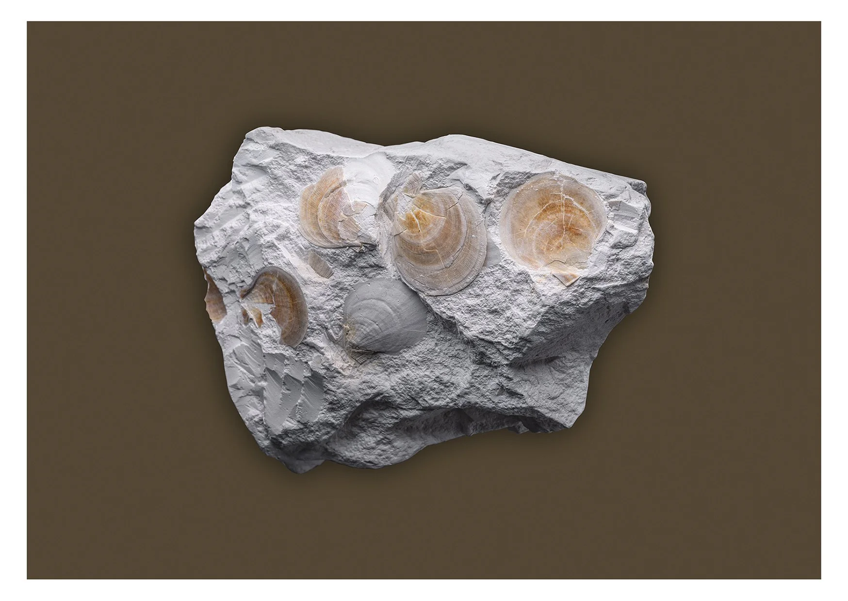 Plagiostoma hoperi.jpg