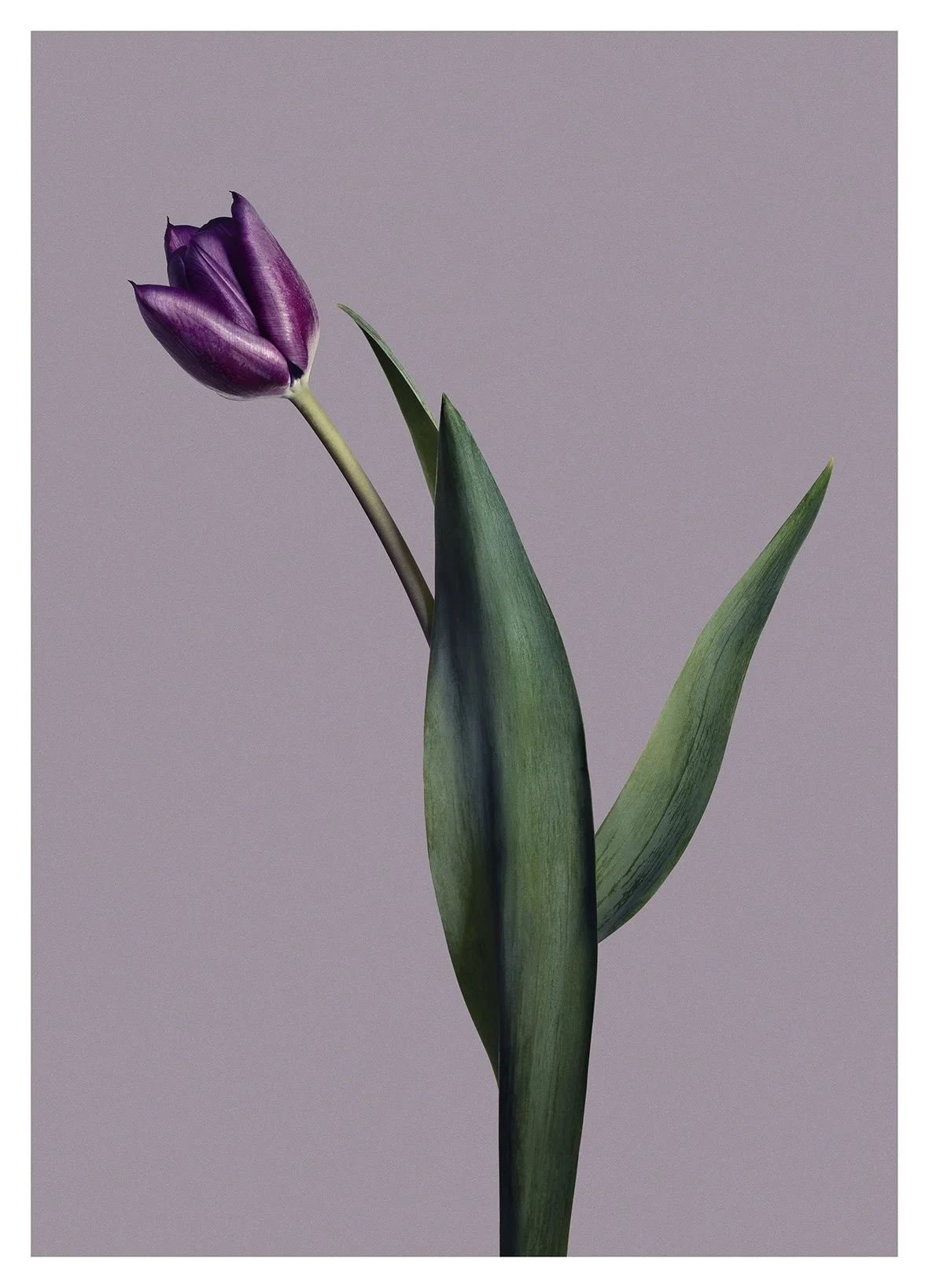 EG_Artwork_Objekt_7_Tulipan.jpg