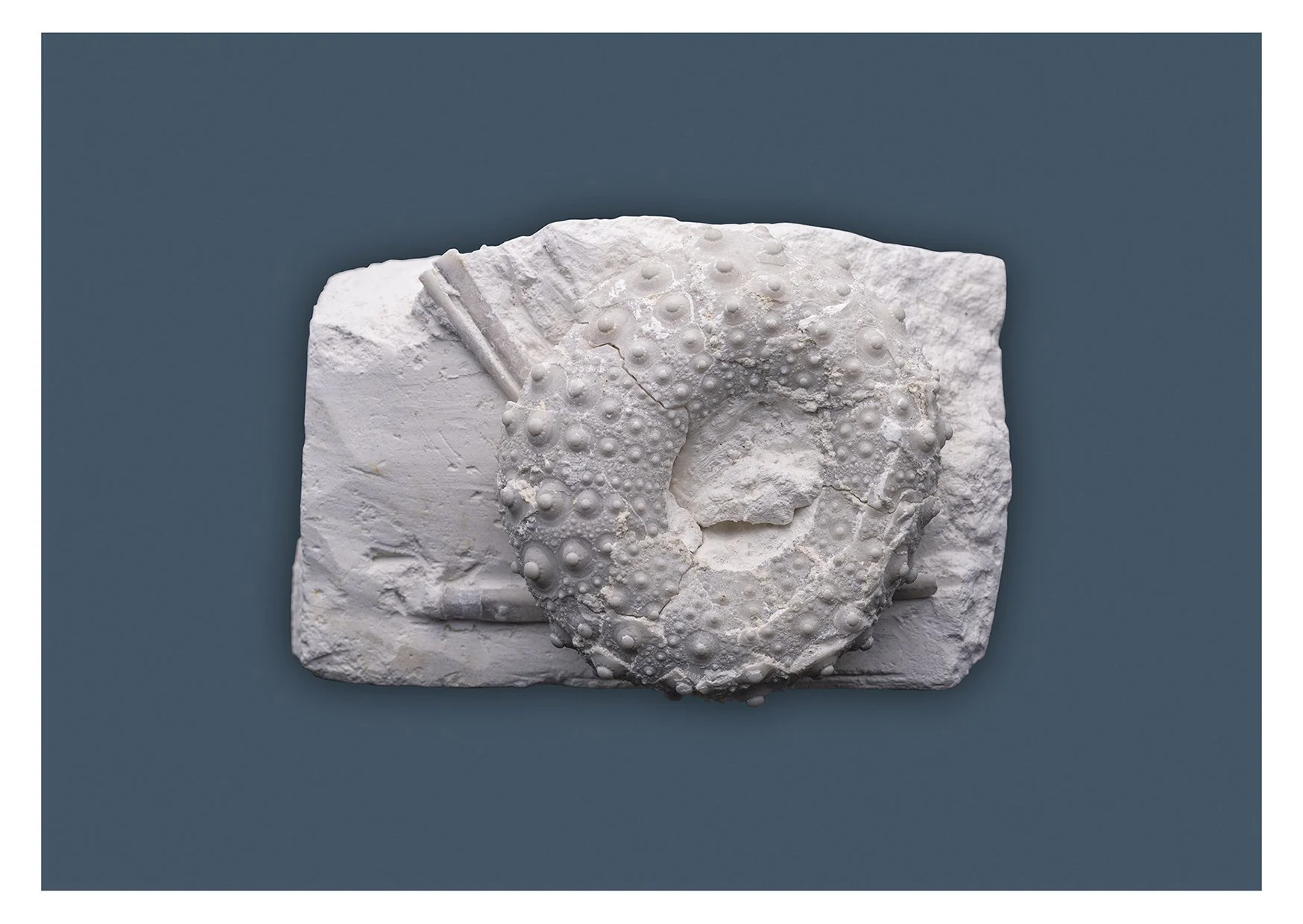 Gauthiosoma.jpg