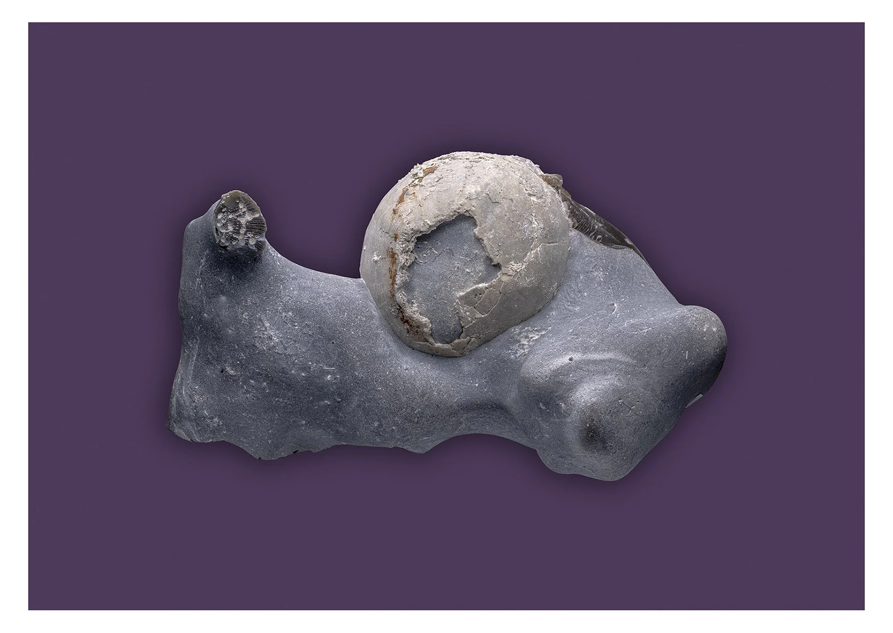 Echinocorys scutata.jpg