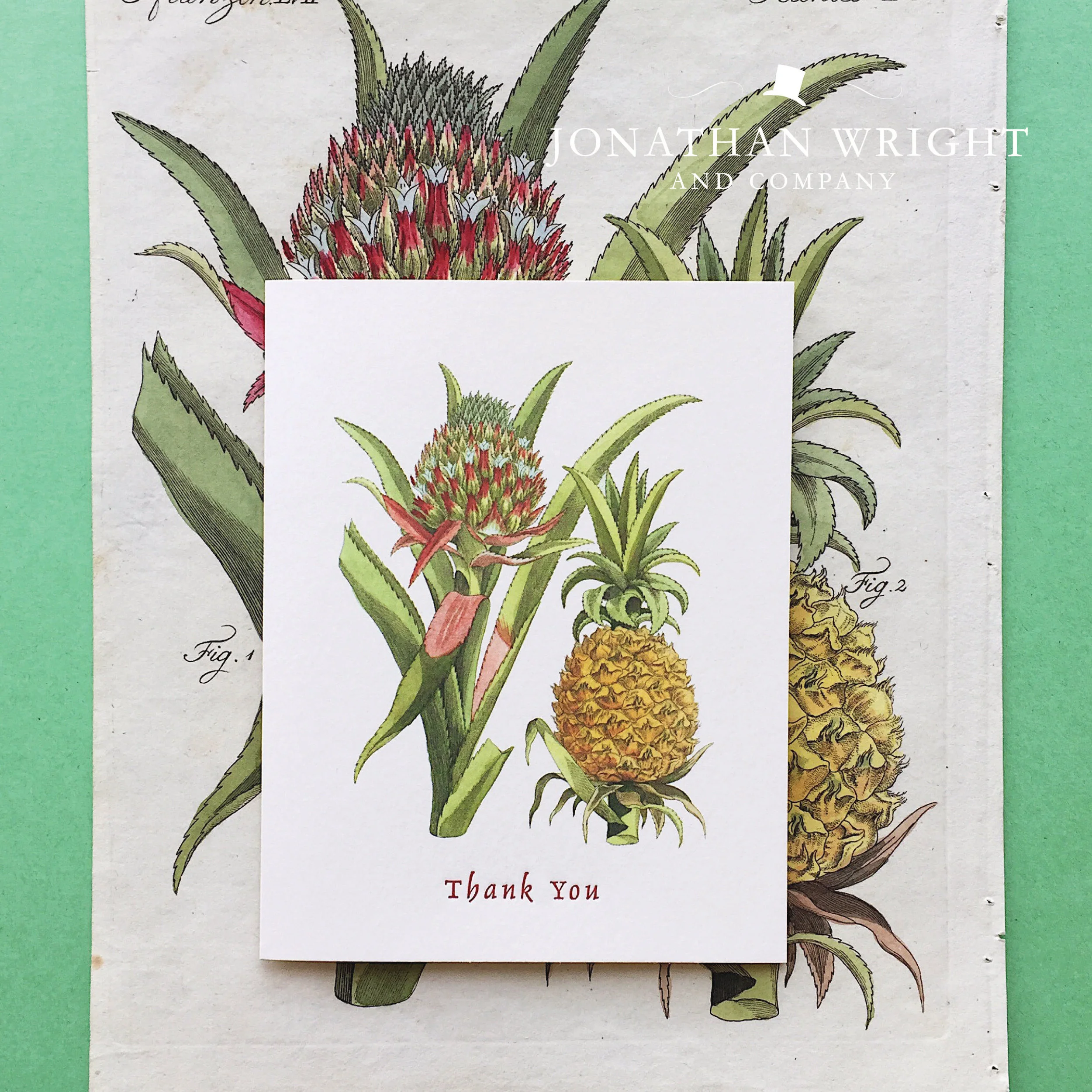 BROMELIADS THANKS new-01.jpg
