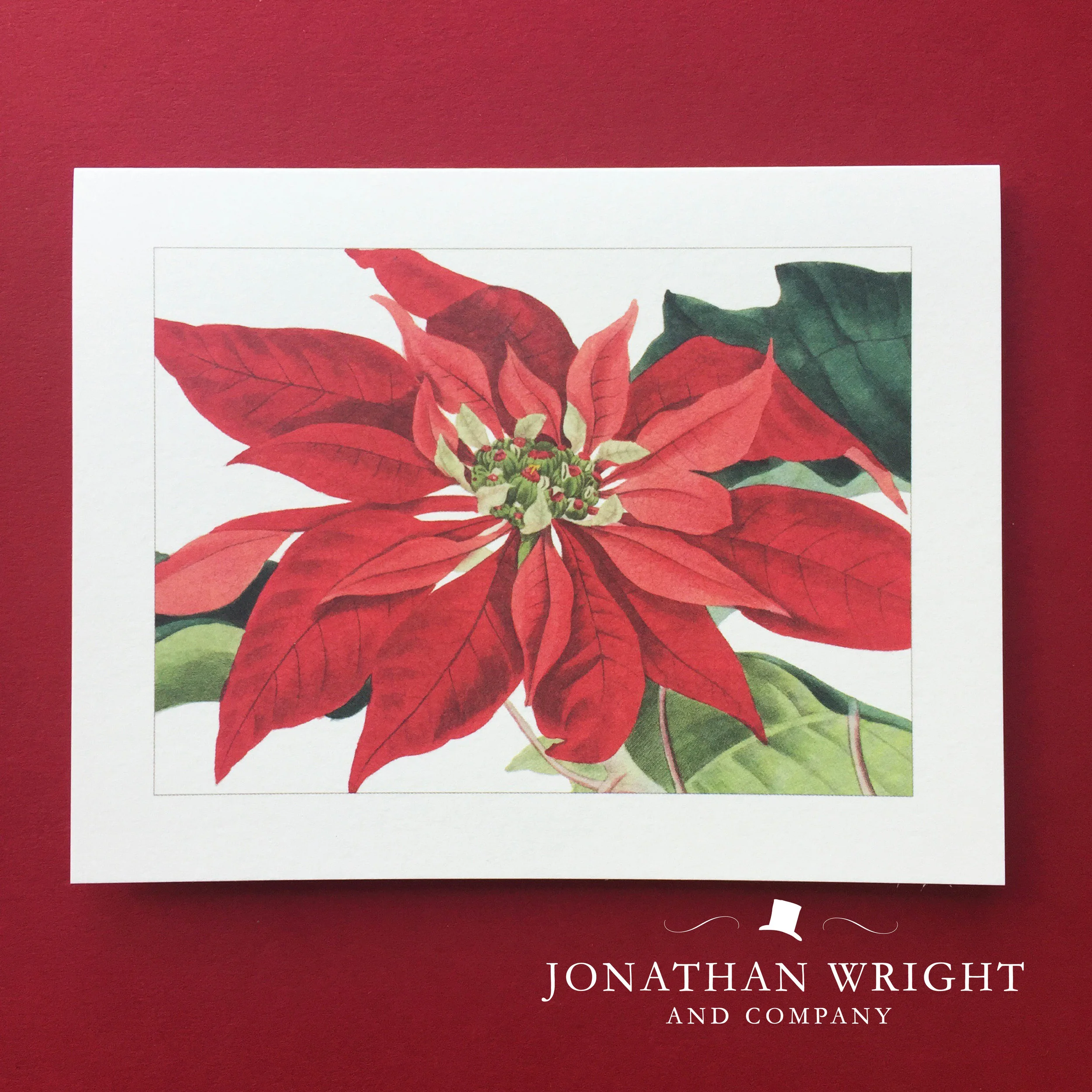 POINSETTIA 1.jpg