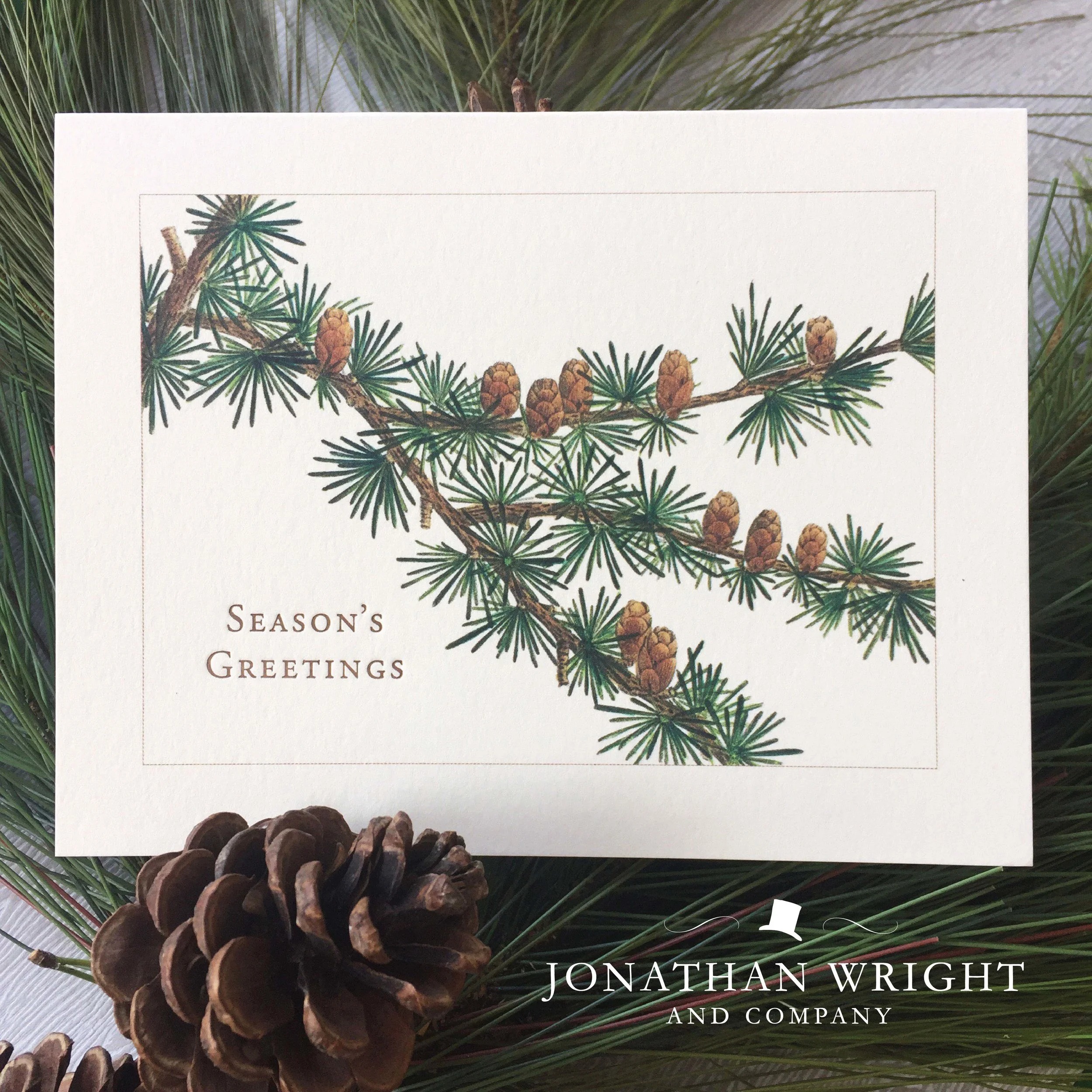 PINE BOUGH - SEASON'S GREETINGS.jpg