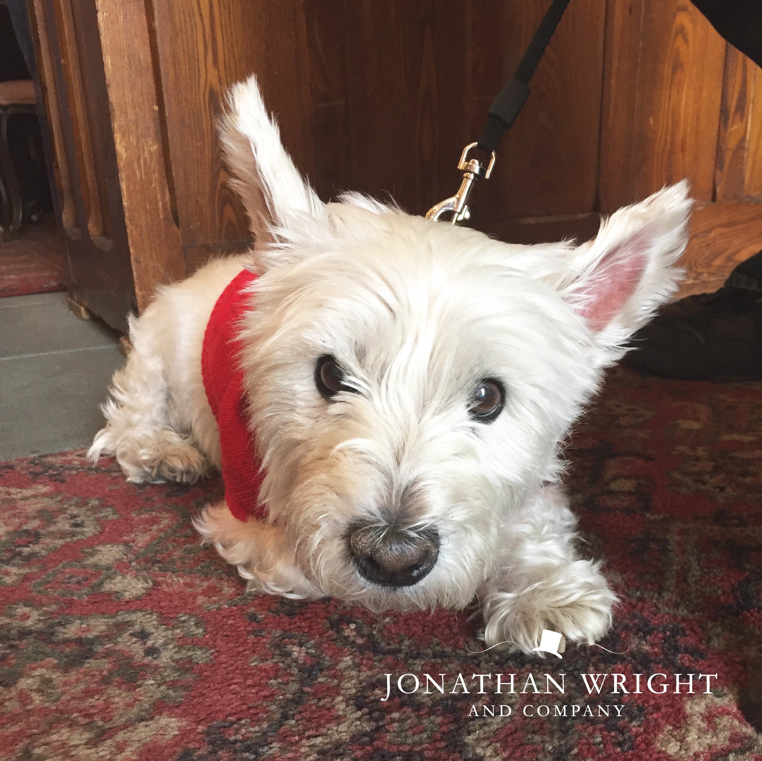 DOG IN STORE WHITE TERRIER.jpg