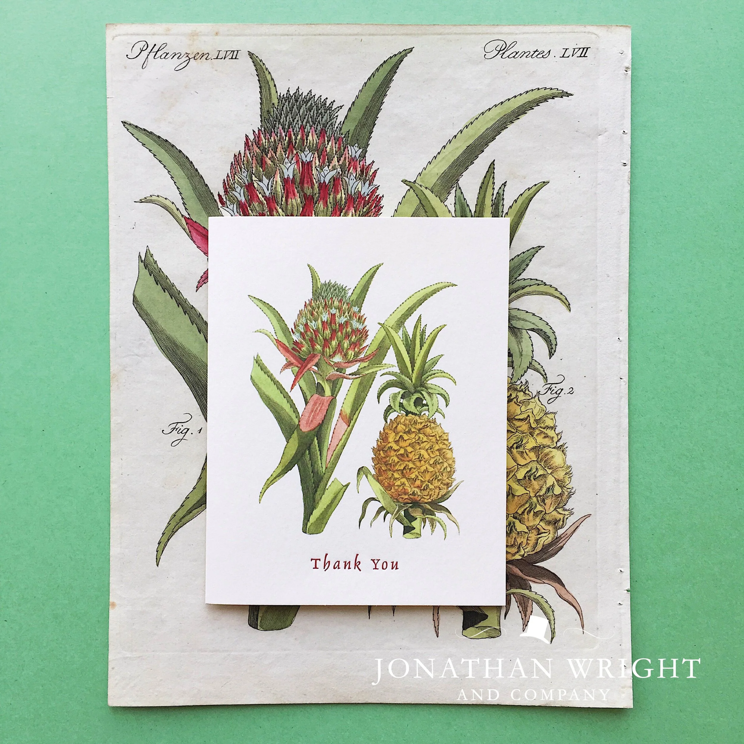 BROMELIADS THANKS.jpg