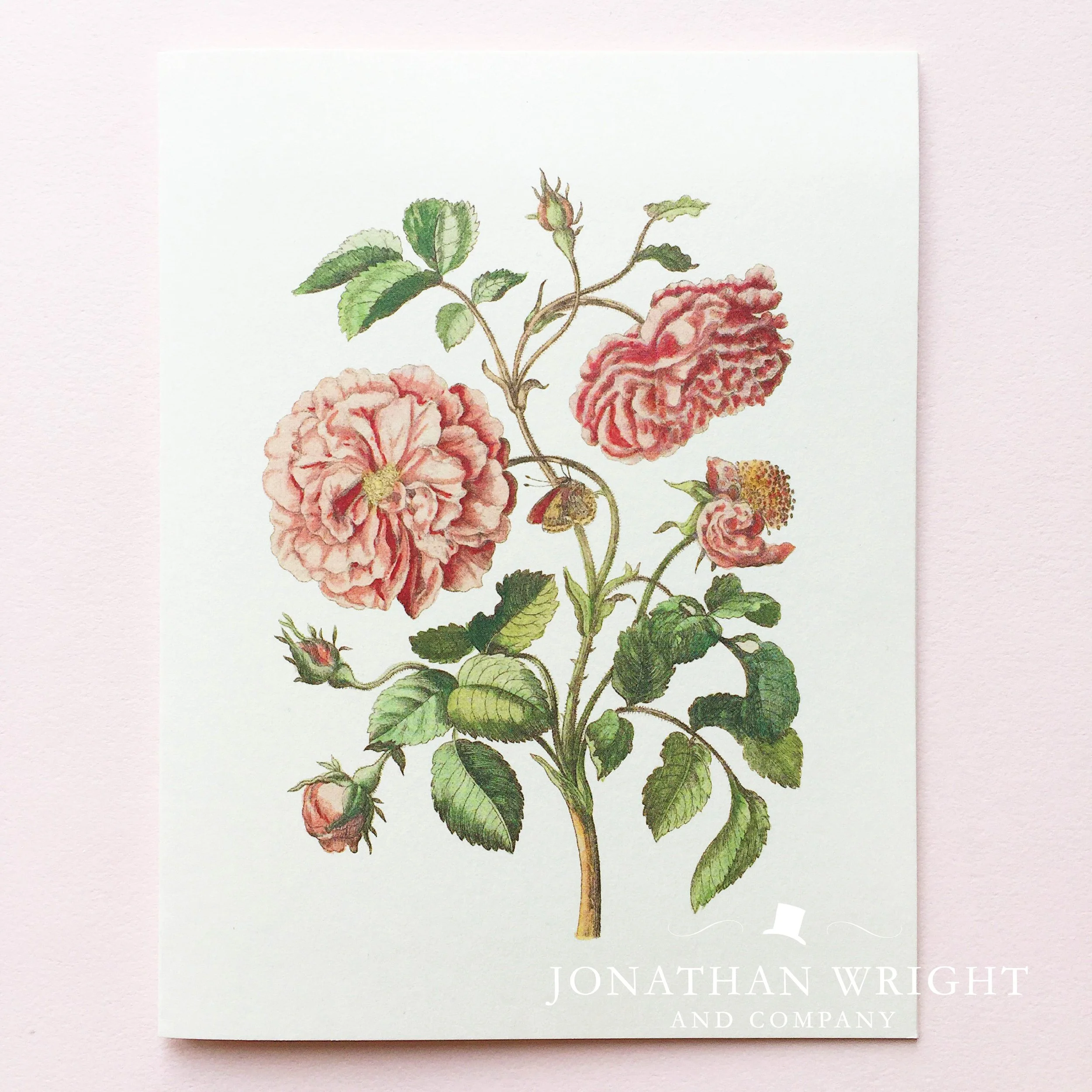 ANTIQUE ROSE PINK.jpg