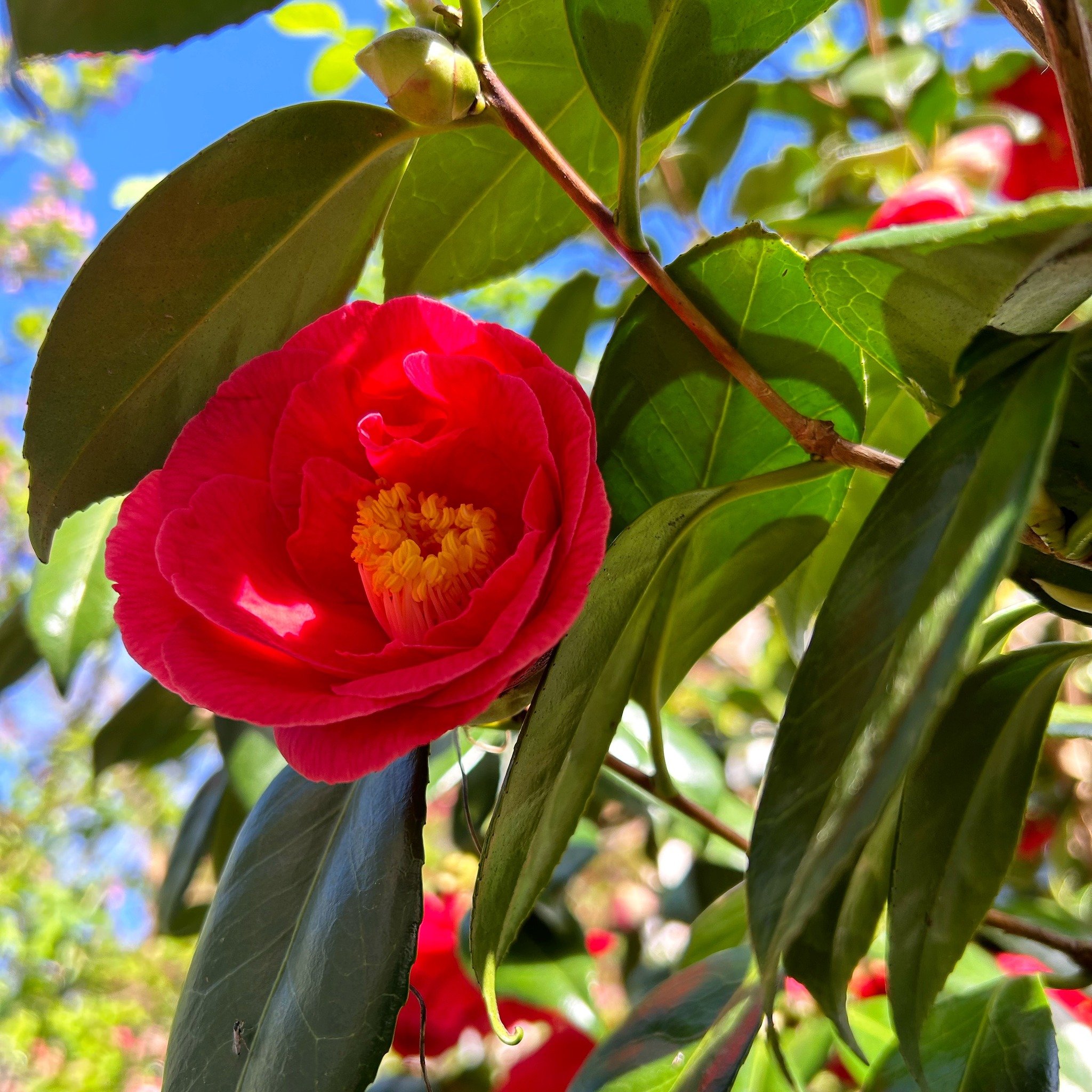 Happy Earth Day! Let&rsquo;s consider the planet (each day) and make better choices to preserve our future. 🌍🌱🕊️

____
#camellia #camelliaflower #threadwritten #earthday2024