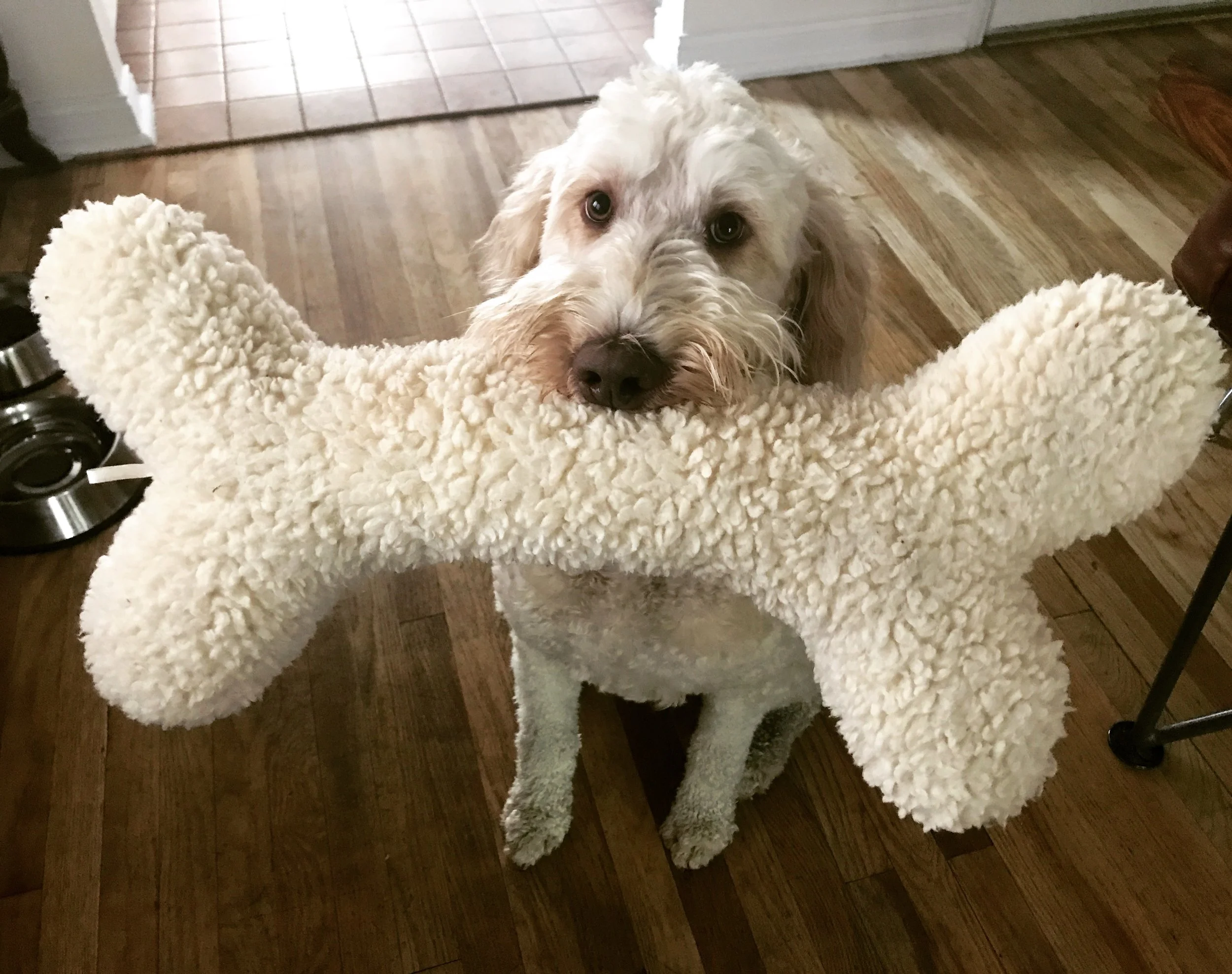 Sunday Night With John: A Boy and His Dog 