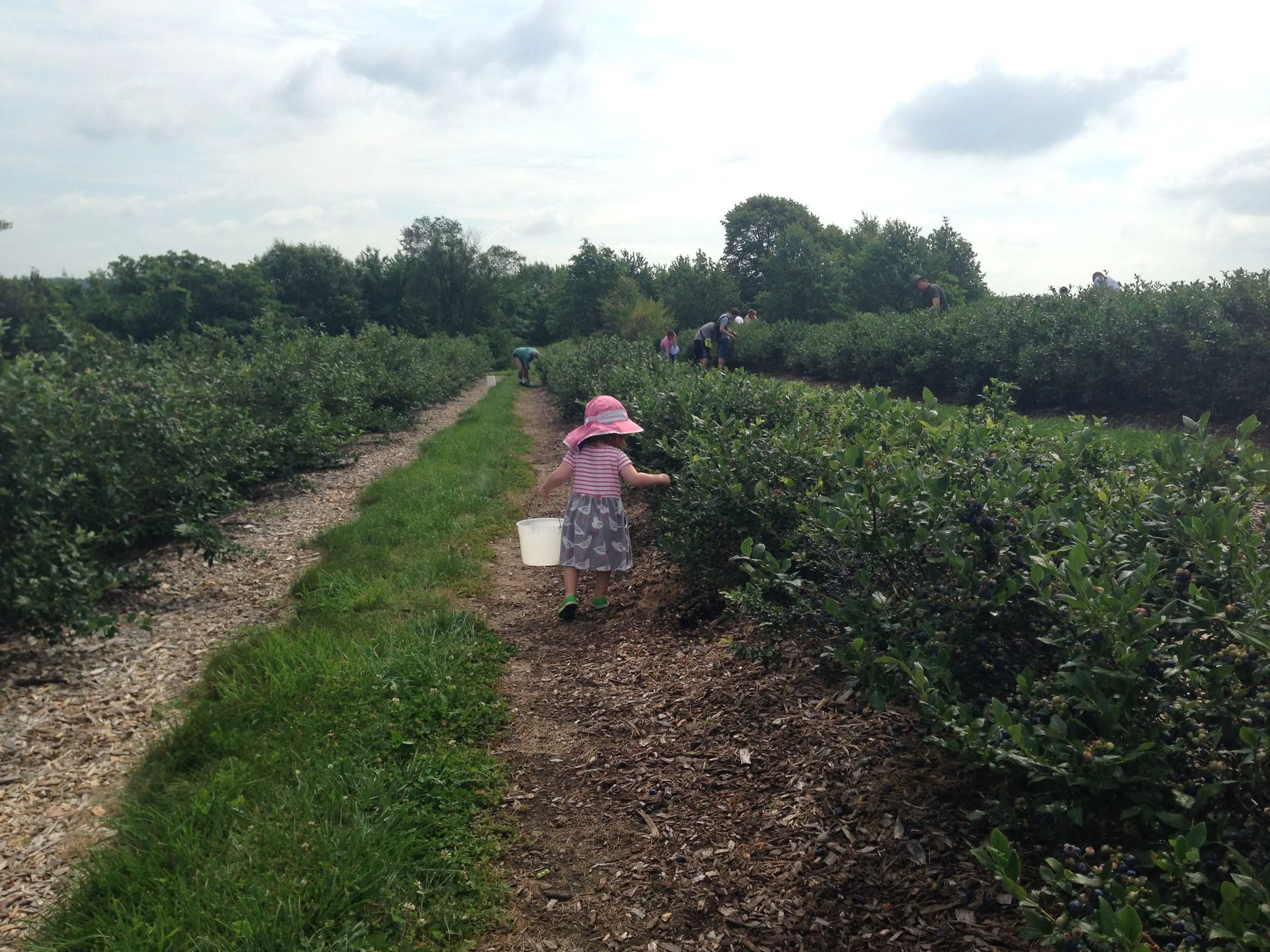 Blueberry picking.jpg