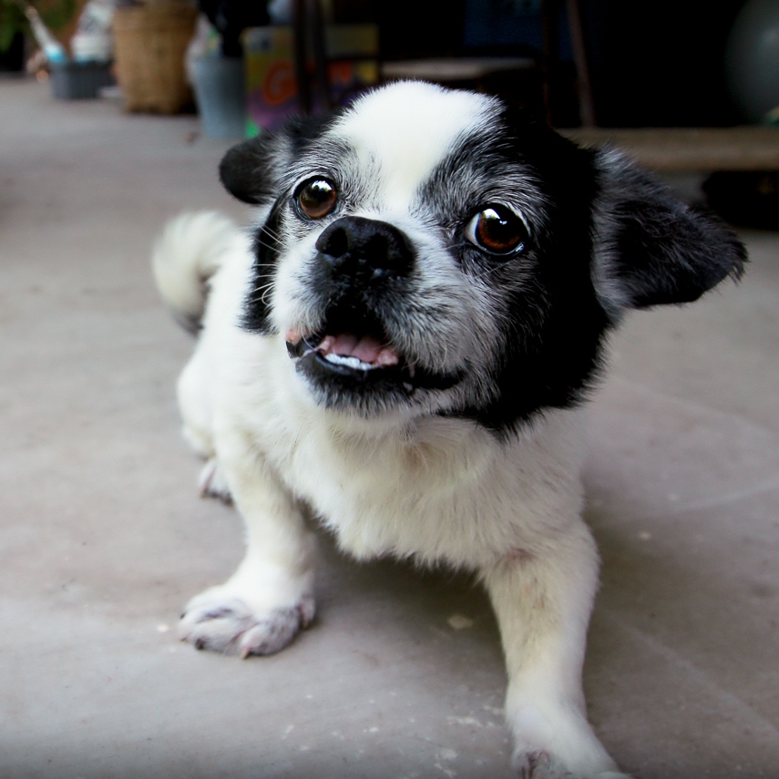 Fenix, June 2000 - April 2015 Taken in my mom's backyard and I captured his excitement when he just realized I came home after being gone all day.