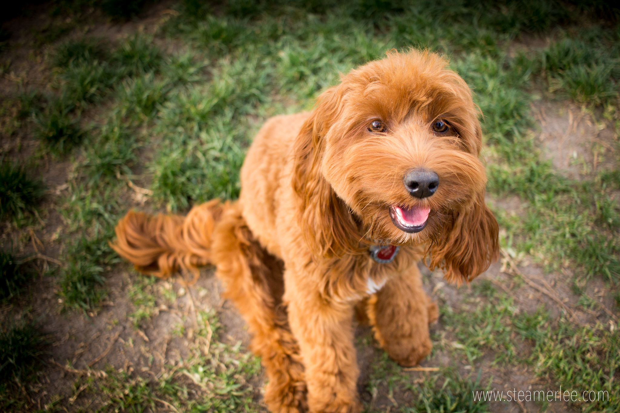 Gabby, a red labradoodle. I've never met a red labradoodle before, so I was super excited to meet Gabby.