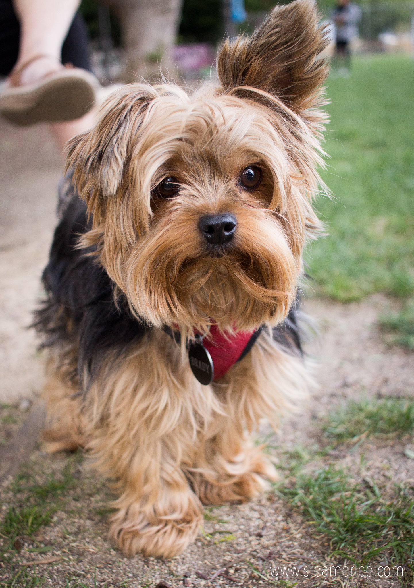 "I'm half-listening." Brady, named after Tom Brady, of course. But his ears! Look at his ears!