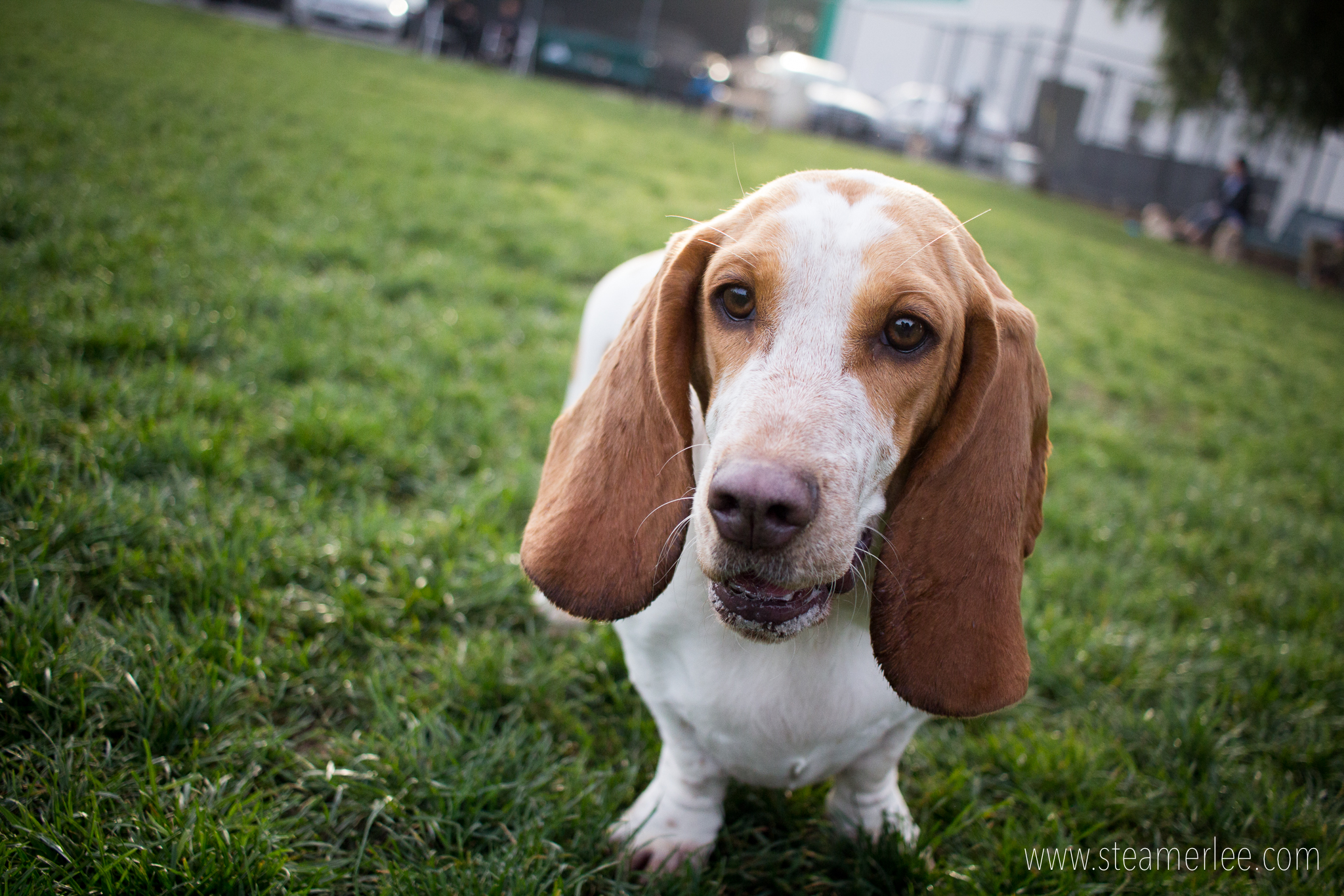 WOOOOOOOOF. I love the barking sound of a basset hound. But probably because I don't live with one.