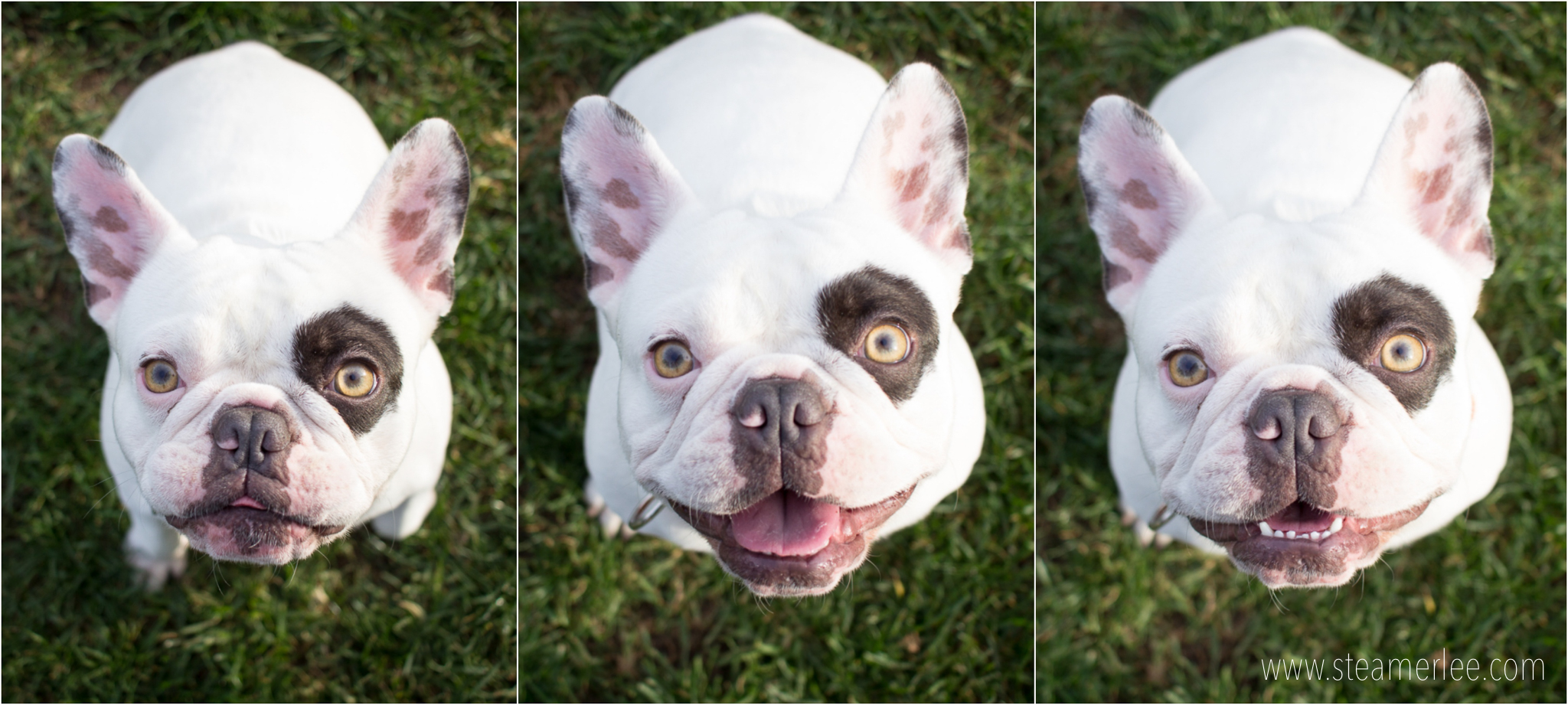 I have to include a French Bulldog because they're good for TV ratings. Also, I highly suggest clicking on this for a larger view!