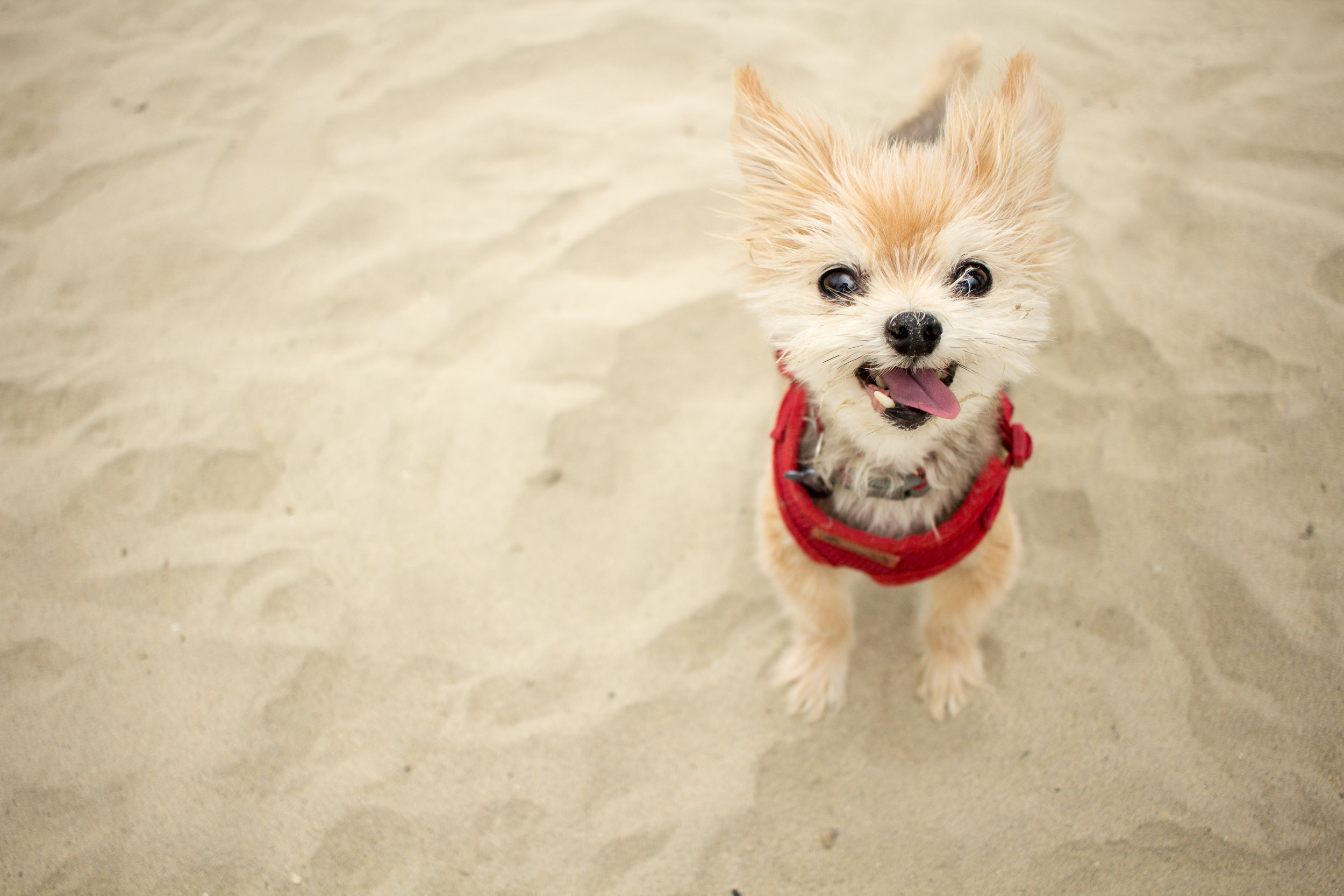 Teaser for Honorable Corgis of the Day.jpg
